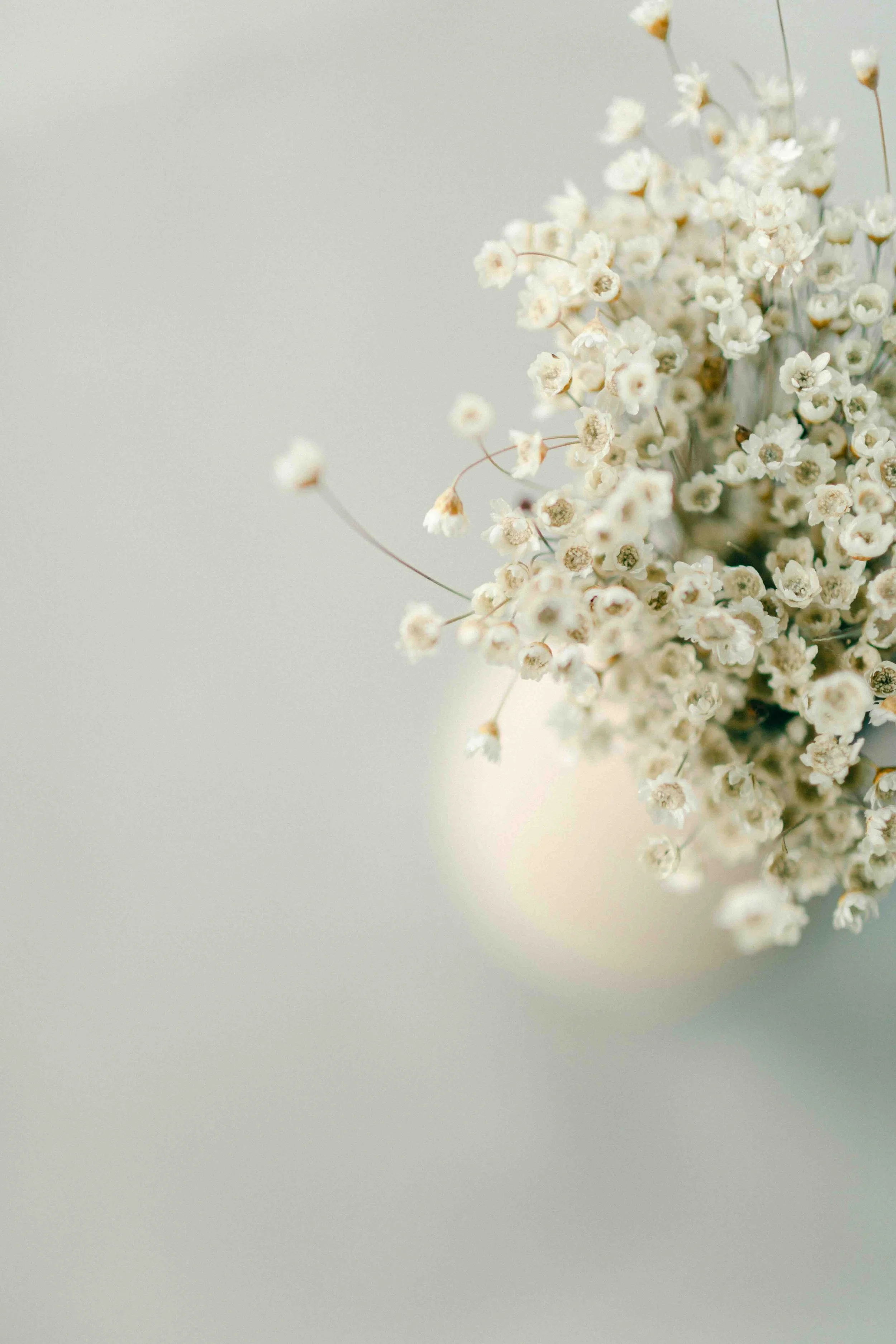 A bunch of small dried white flowers