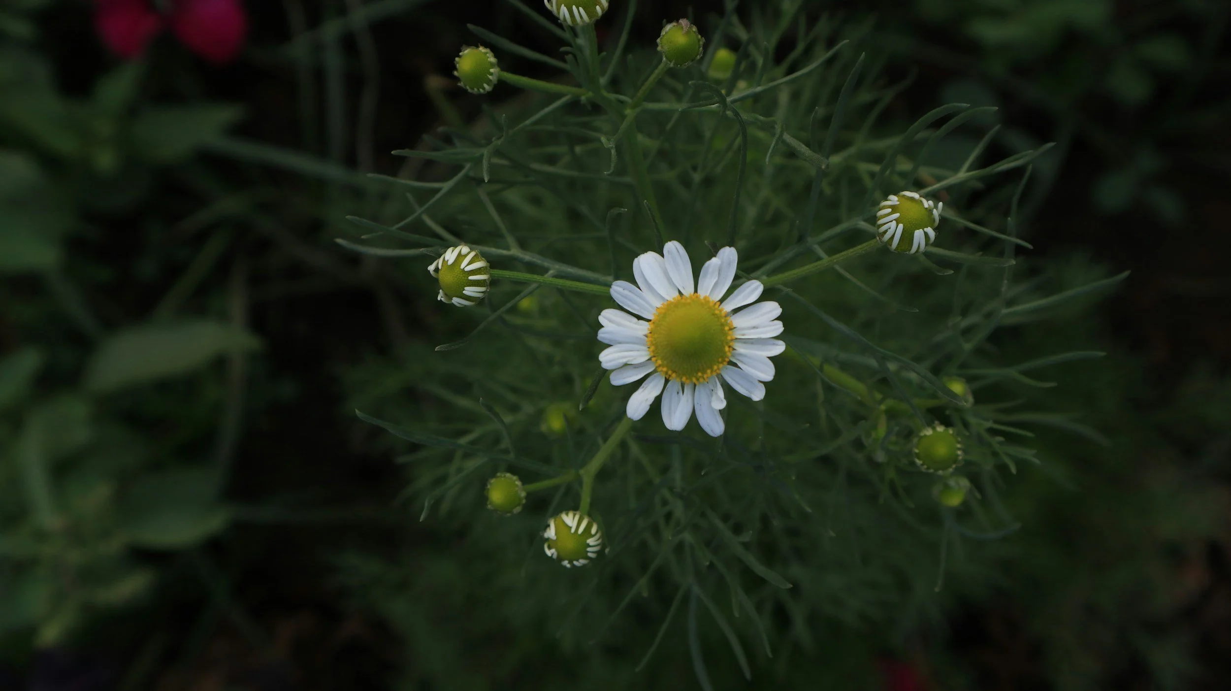 A small white daisy flower with a yellow center surrounded by green buds and leaves.