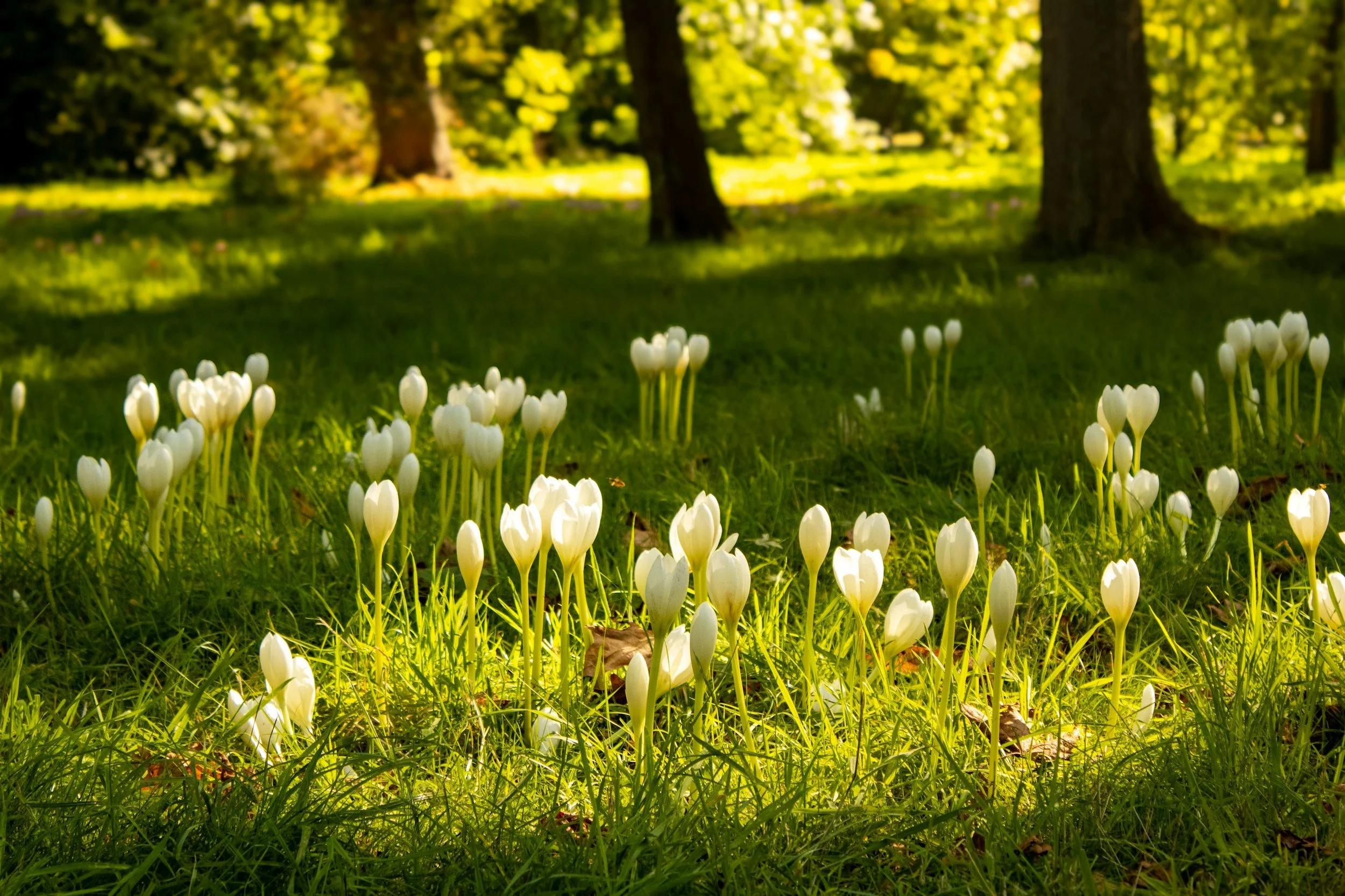 White crocus flowers blooming on green grass in a park with trees in the background during daytime.
