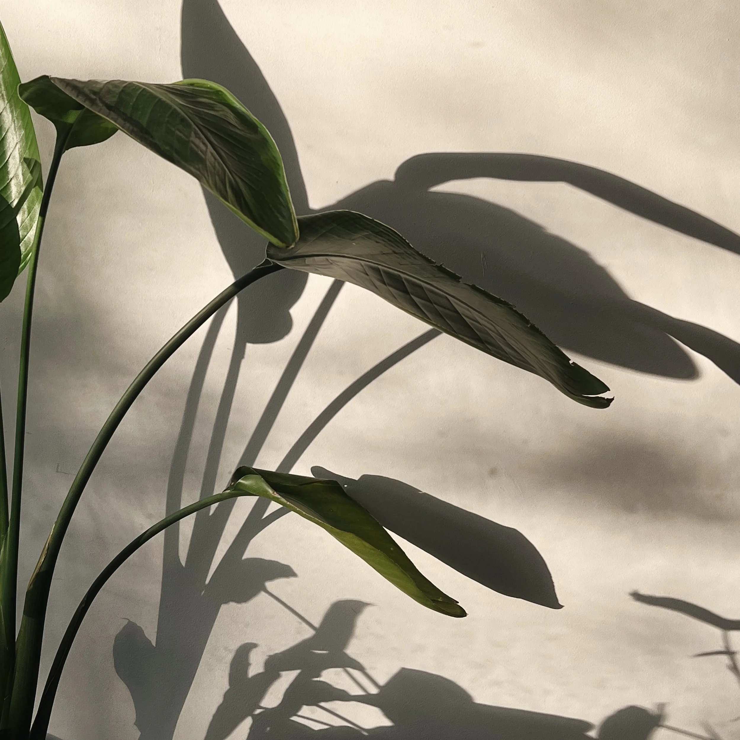 Close-up of green plant leaves casting shadows on a white surface.