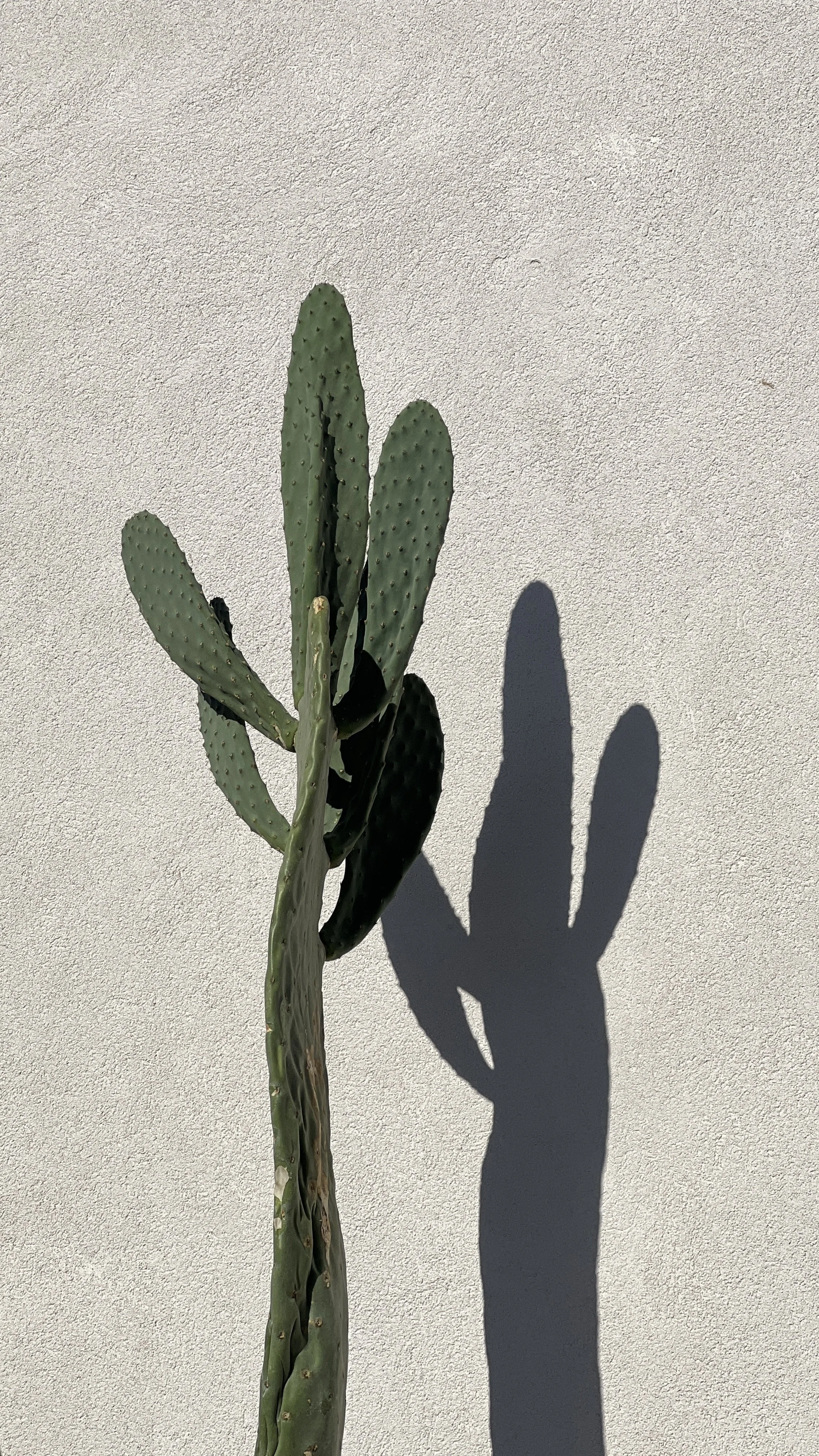 Cactus plant against a stone wall