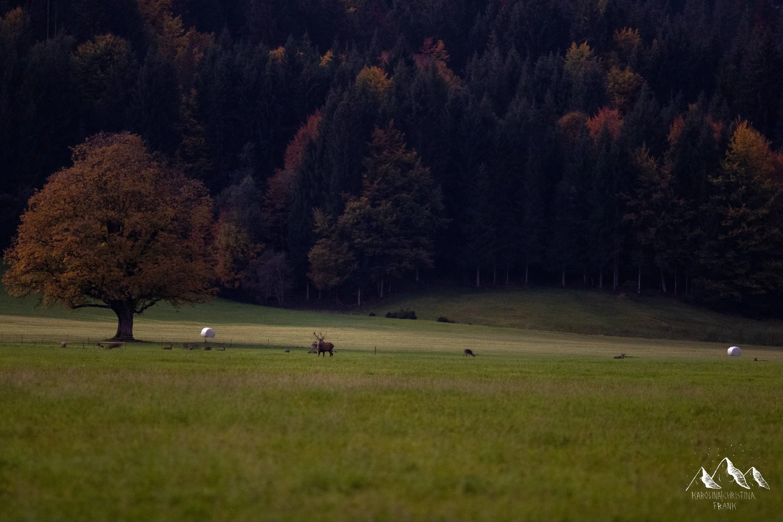 Karolina Frank Photography_-16.jpg