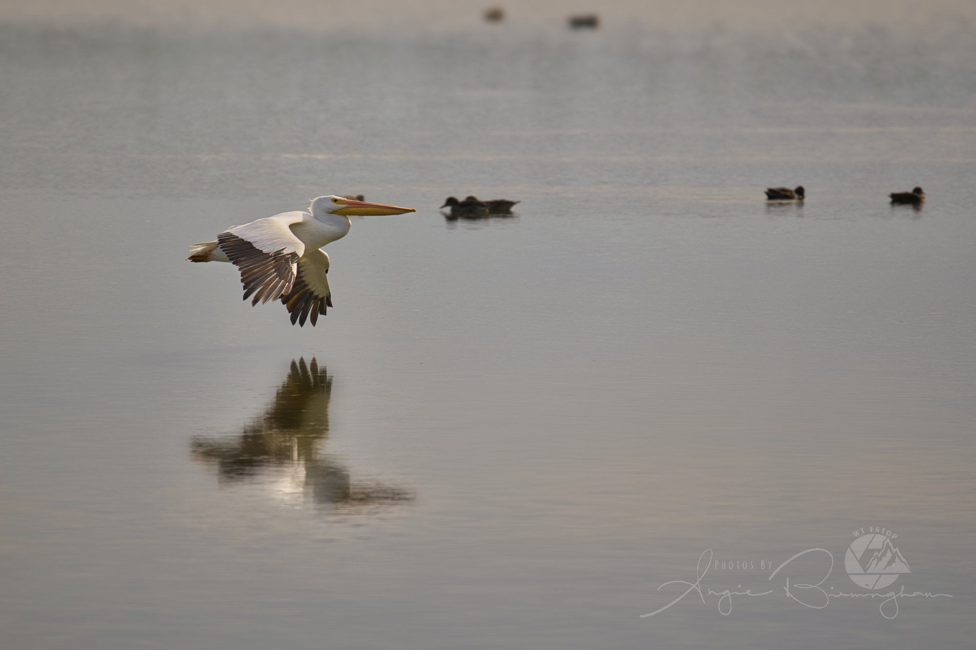 SM Pelican Reflection_A_17047.jpeg