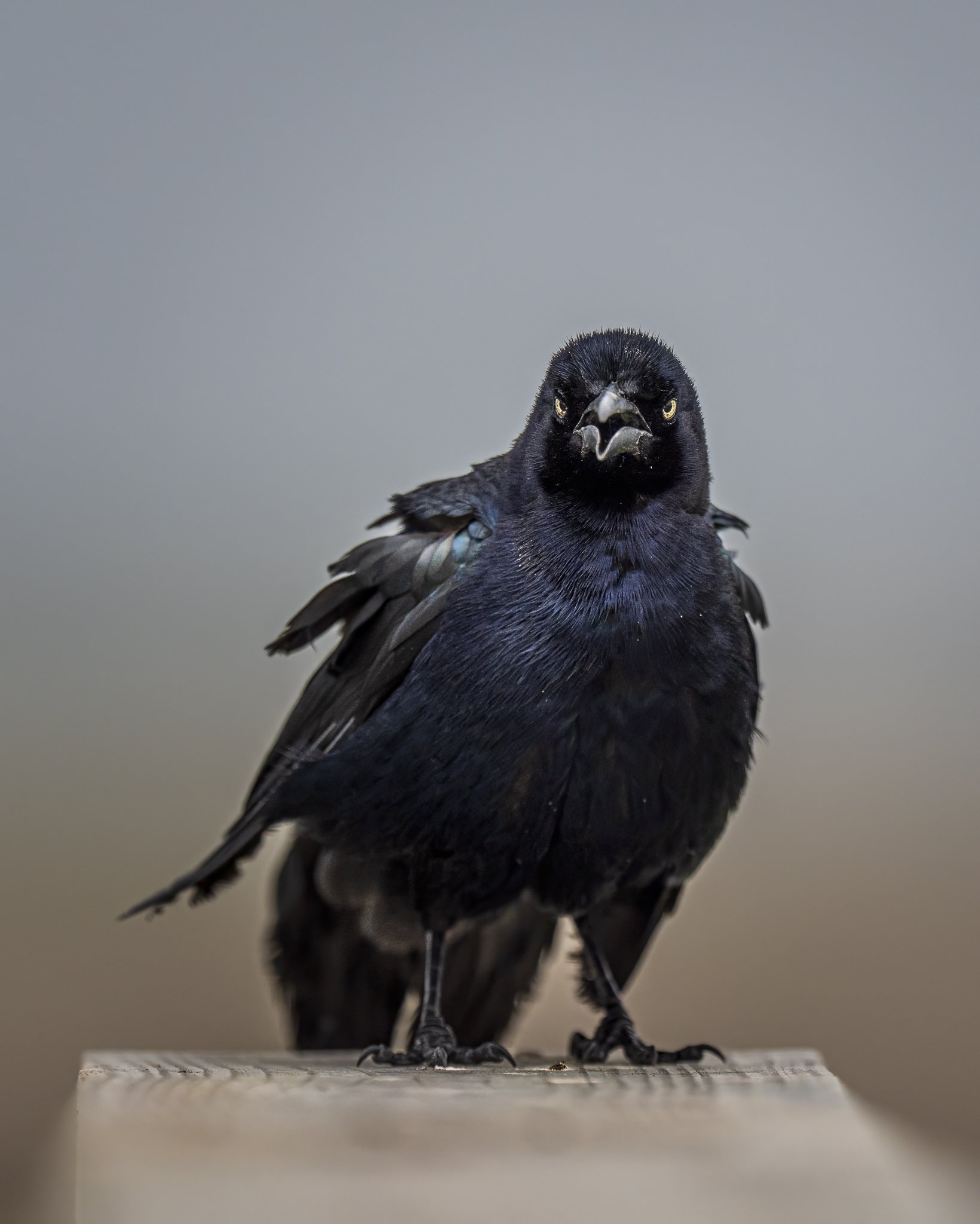 Grackle-936245.jpeg