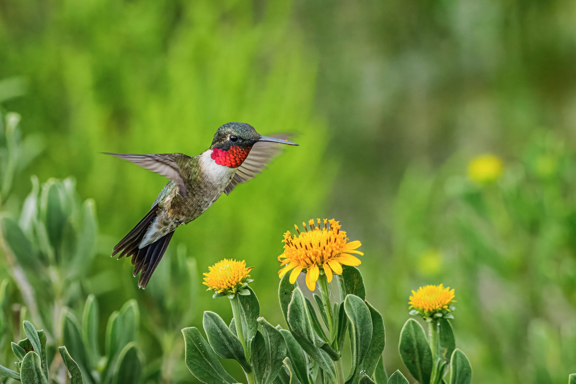 Hummingbird-121339.jpeg