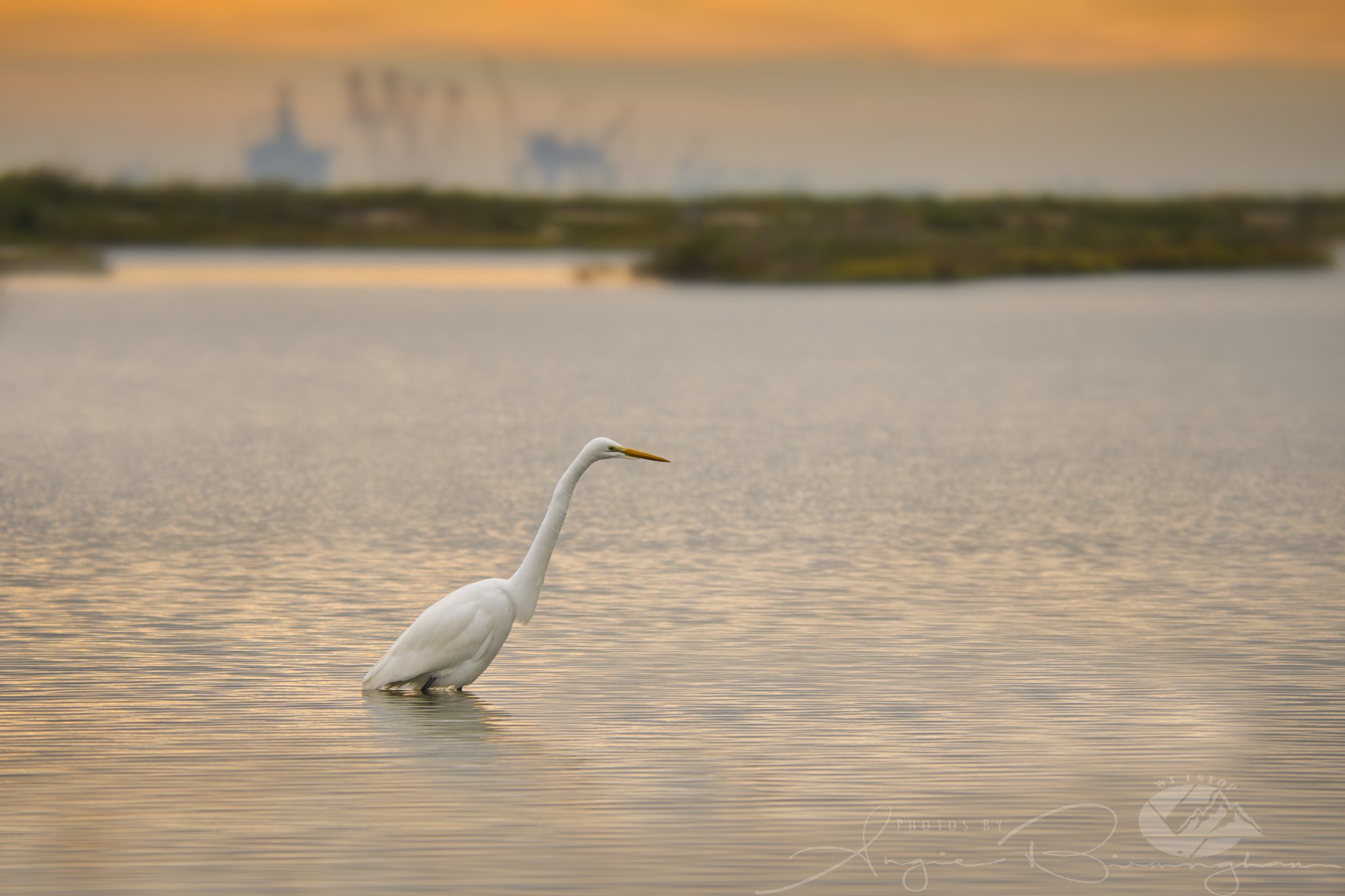 Egret sunset WM_A_17315.jpeg