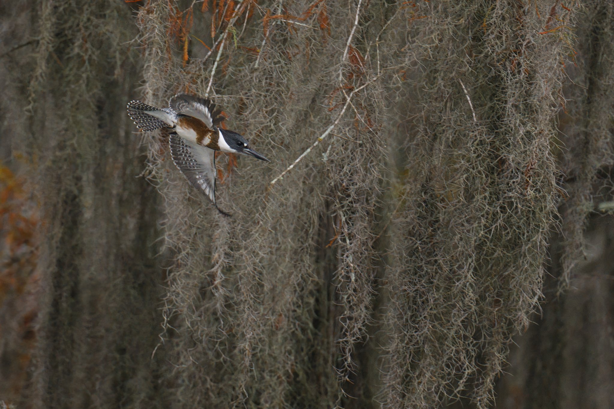 Kingfisher_A_28278.jpeg