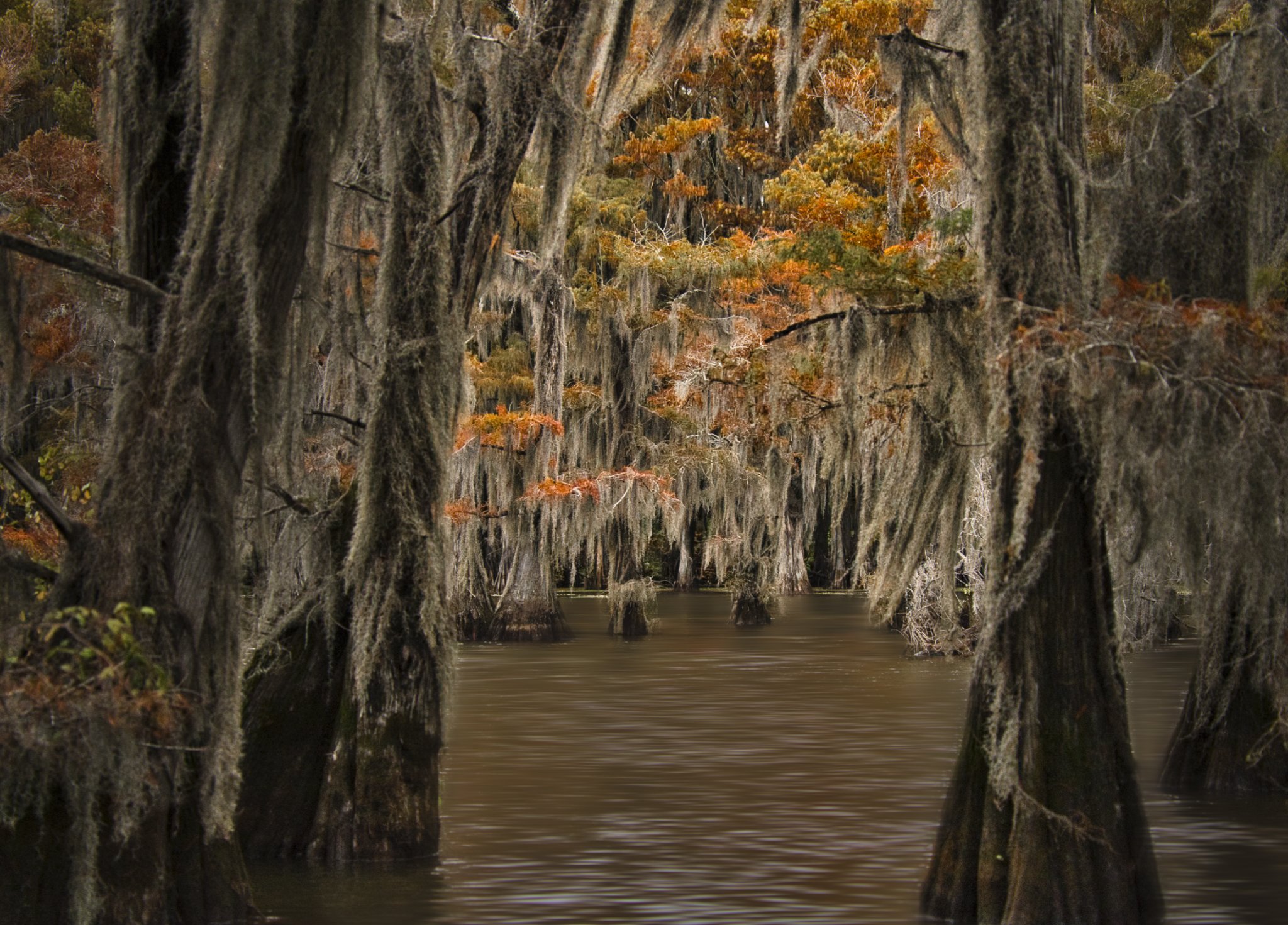 Framed moss_A746032.jpeg
