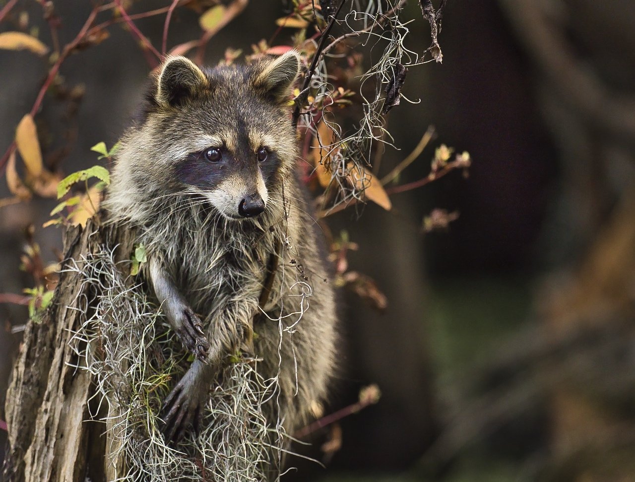 Raccoon1_A_29316.jpeg
