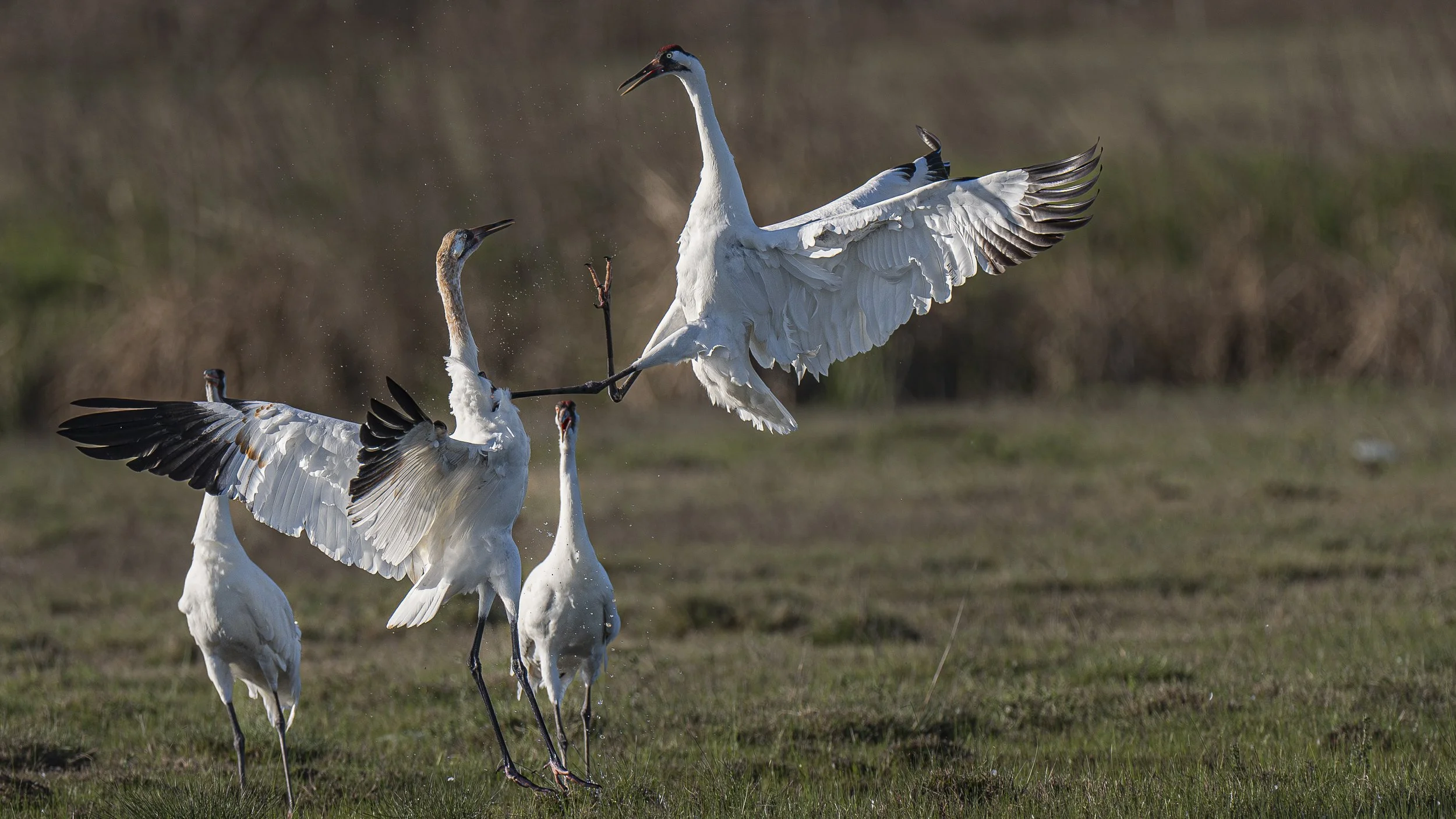 whooping cranes-.jpg
