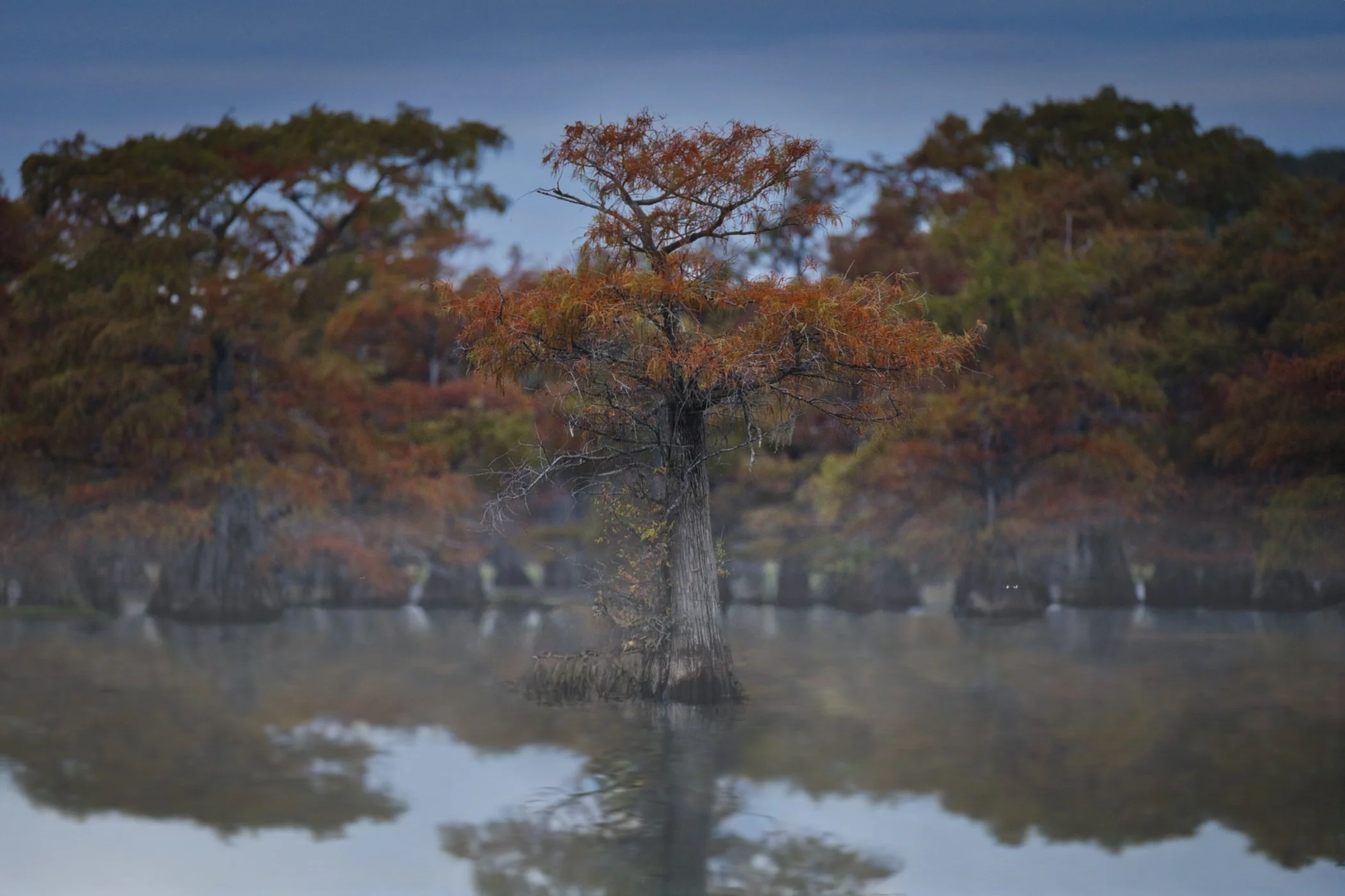 Caddo Lake in Autumn: A Photographer’s Dreamscape