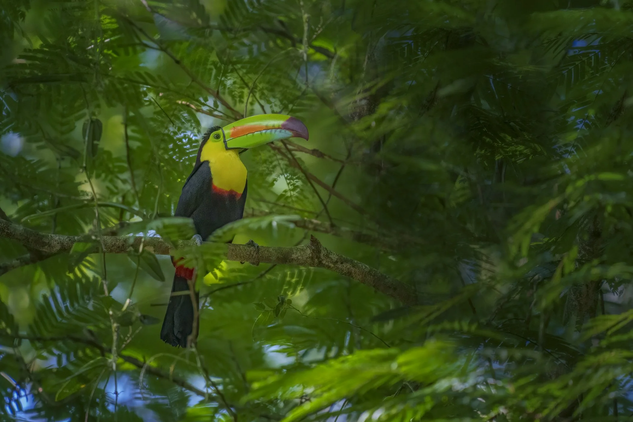Costa Rica Wildlife Photography Tour: Birds, Wildlife & Nature Photography Workshop