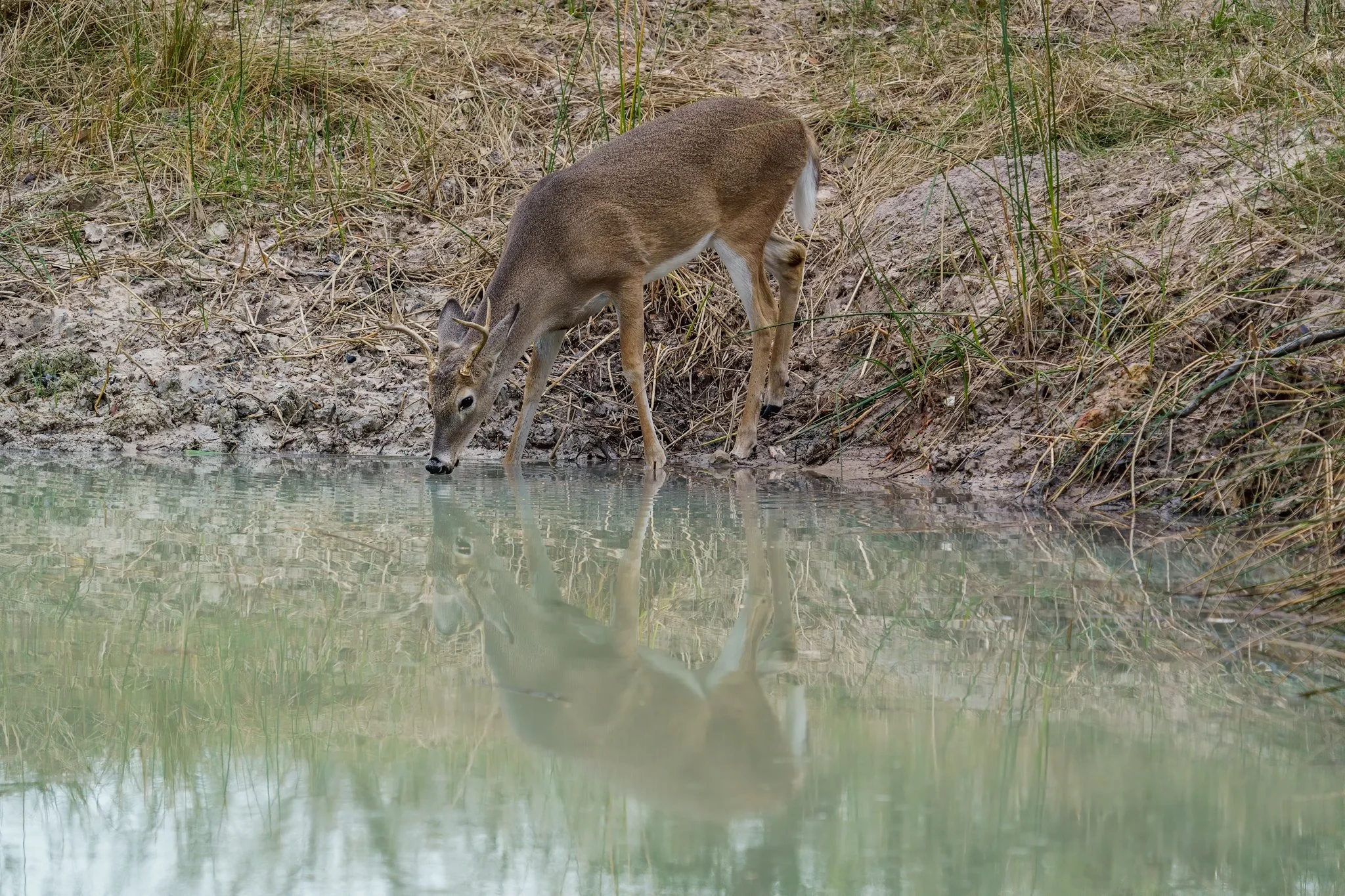 FB-whitetail Ranch 12-5-20_DSC8204.jpg