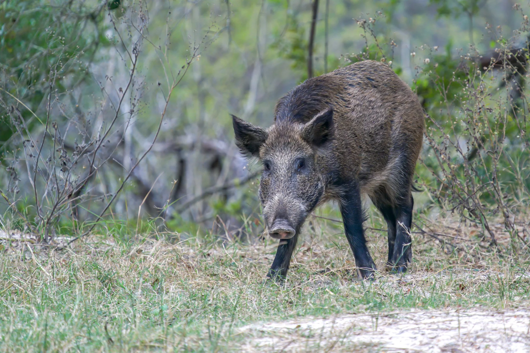 FB-Ranch 12-5-20_hog DSC8499-denoise.jpg