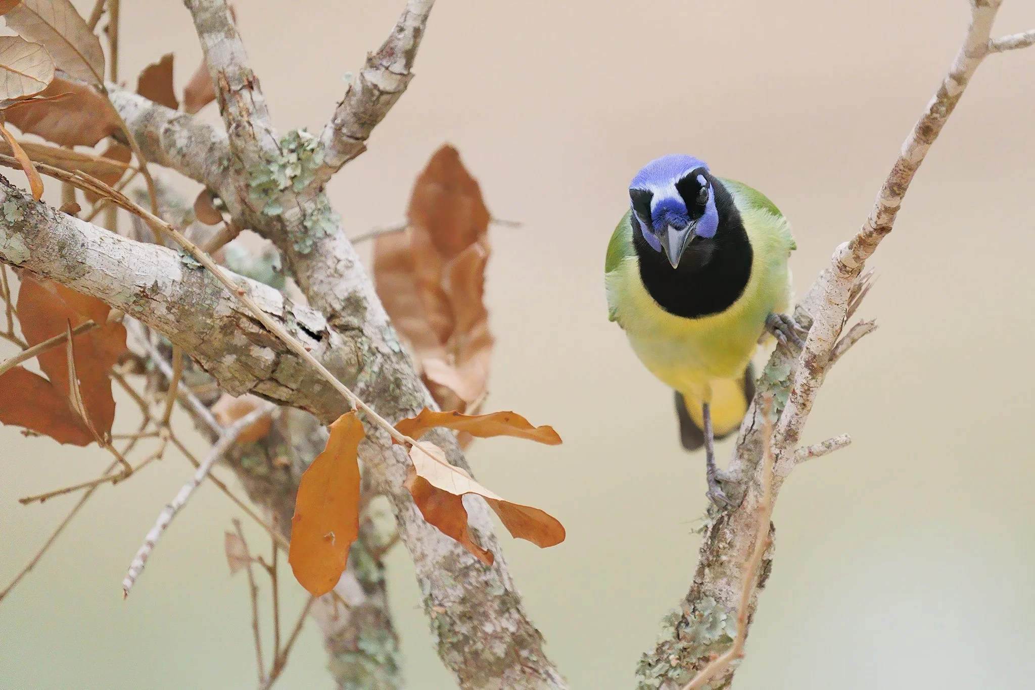 green jay Ranch FB 12-5-20_DSC8475.jpg