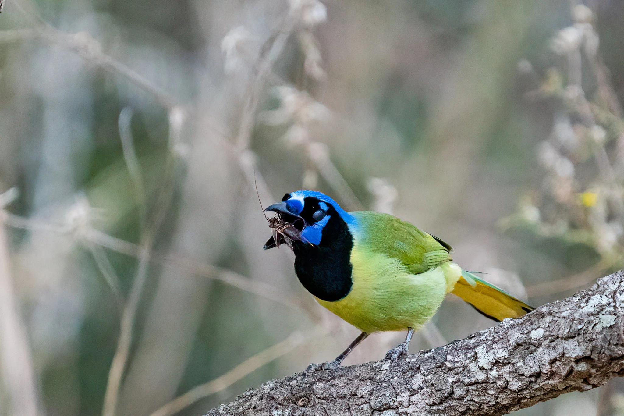 Green jay with bug FB Ranch 12-5-20_DSC8115-.jpg