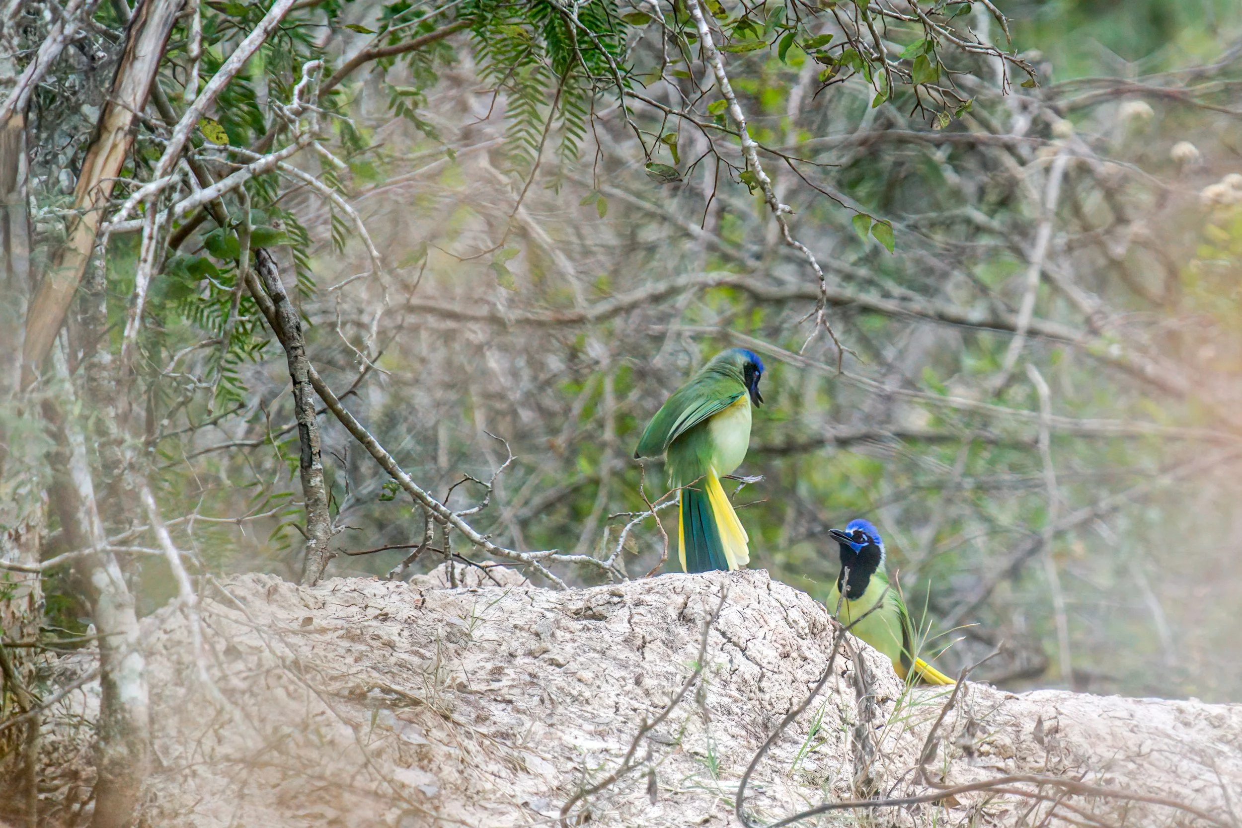 Greenjay-Ranch 12-5-20_DSC7994-denoise.jpg