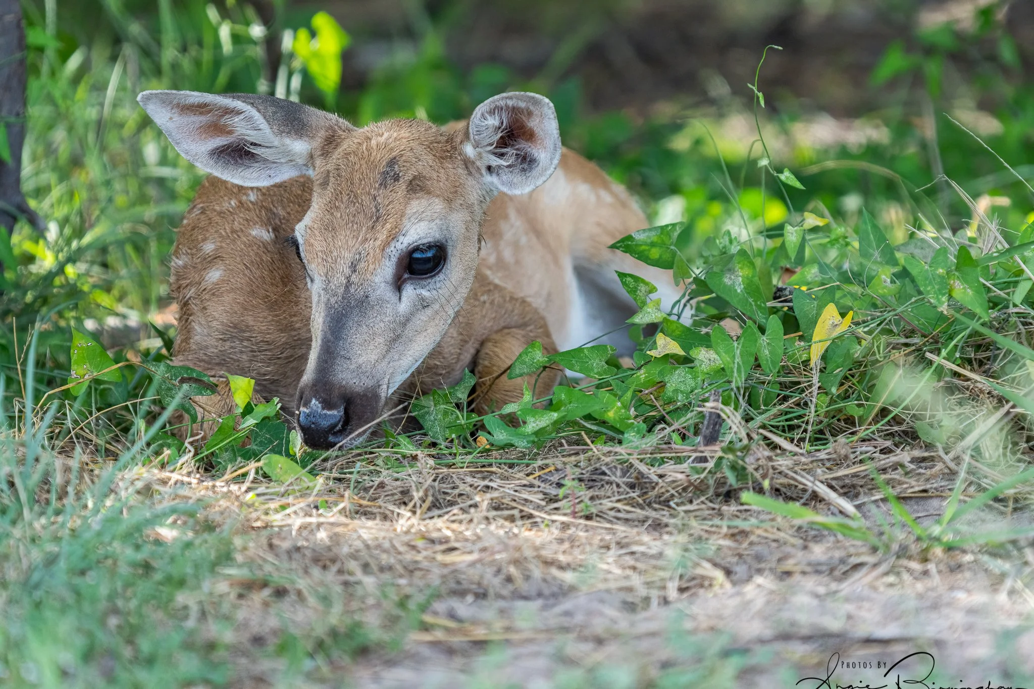 fawn-00144.jpeg