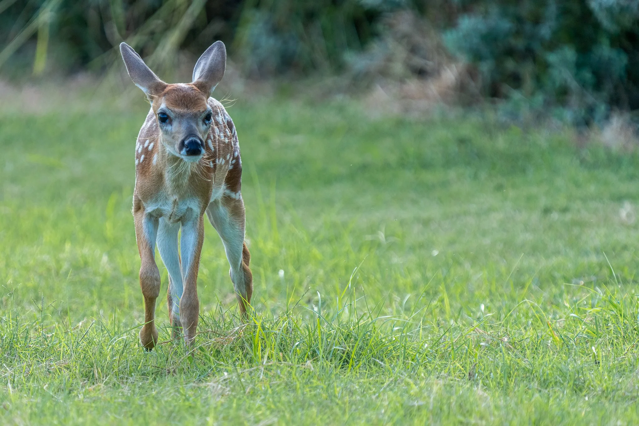 fawn-2.jpeg
