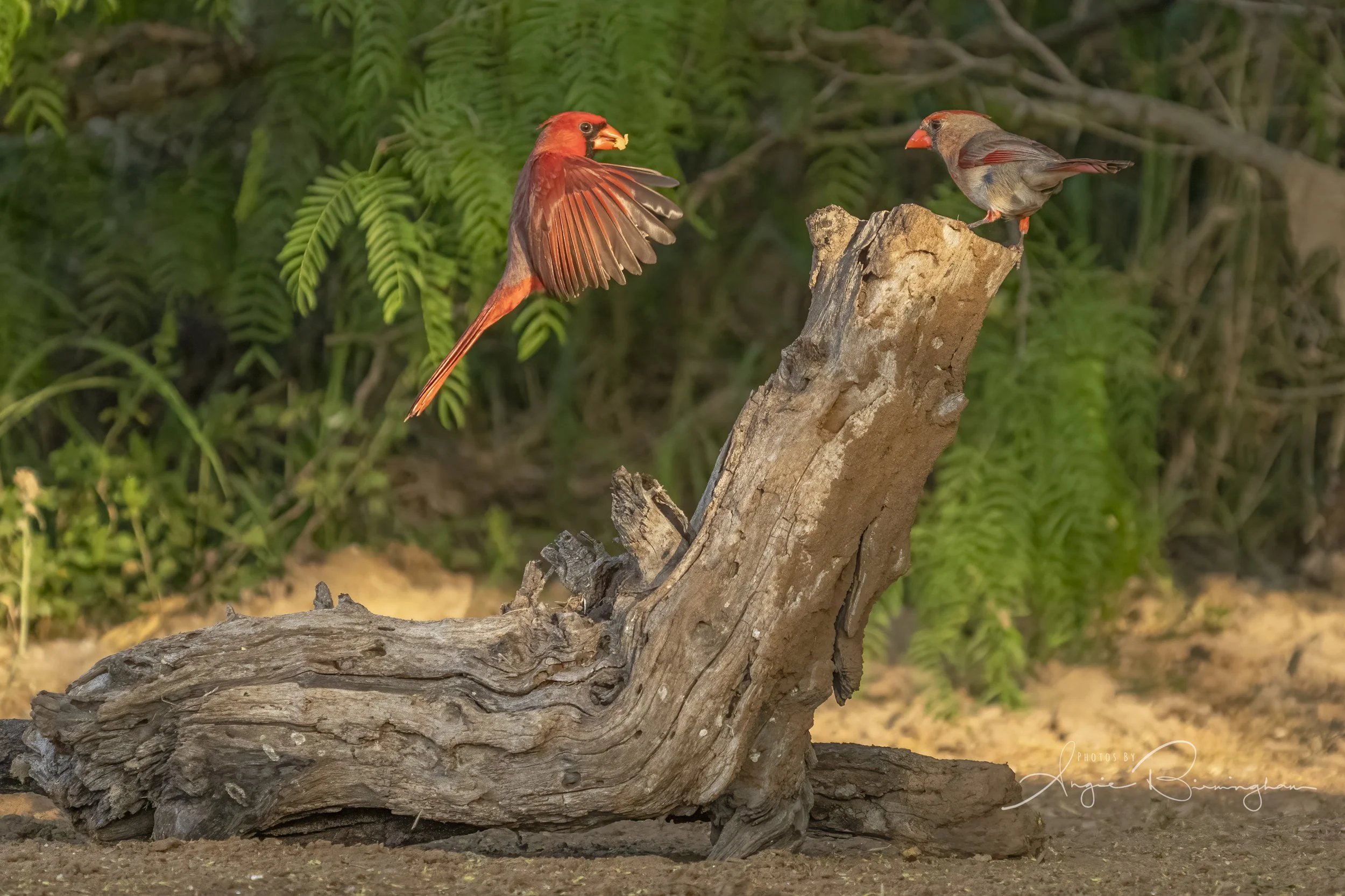 single Cardinal feeding female-16211.jpeg