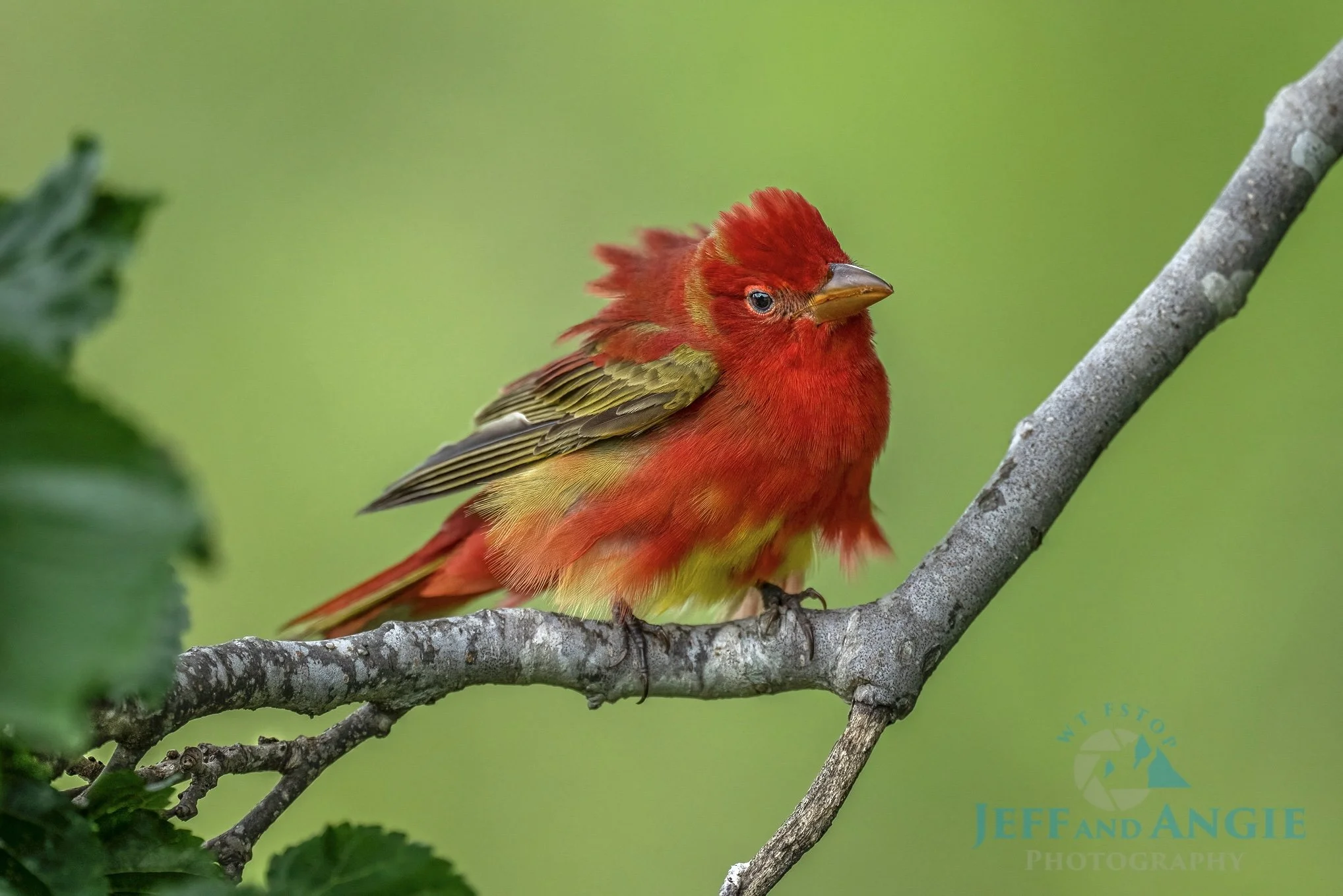 Angiebirmingham_IMmature Summer Tanager SM-15039.jpeg