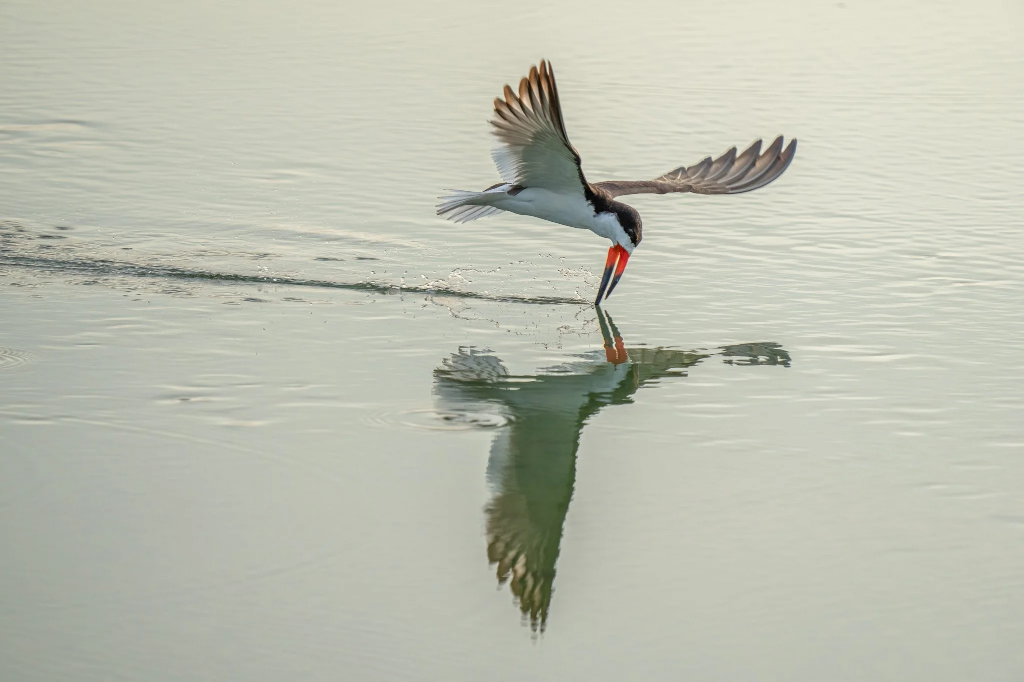 Skimmer 3 FB-2.jpeg