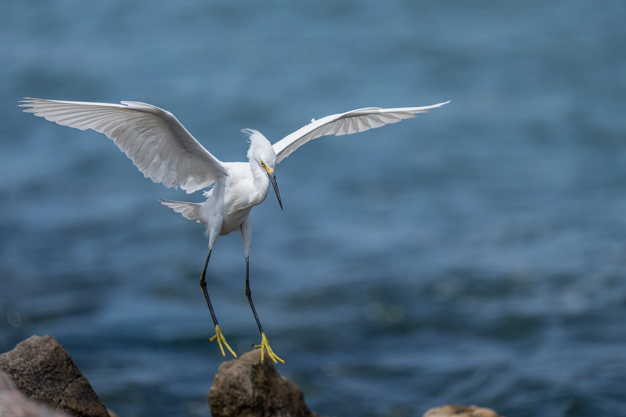 Snowy egret FB-2.jpeg