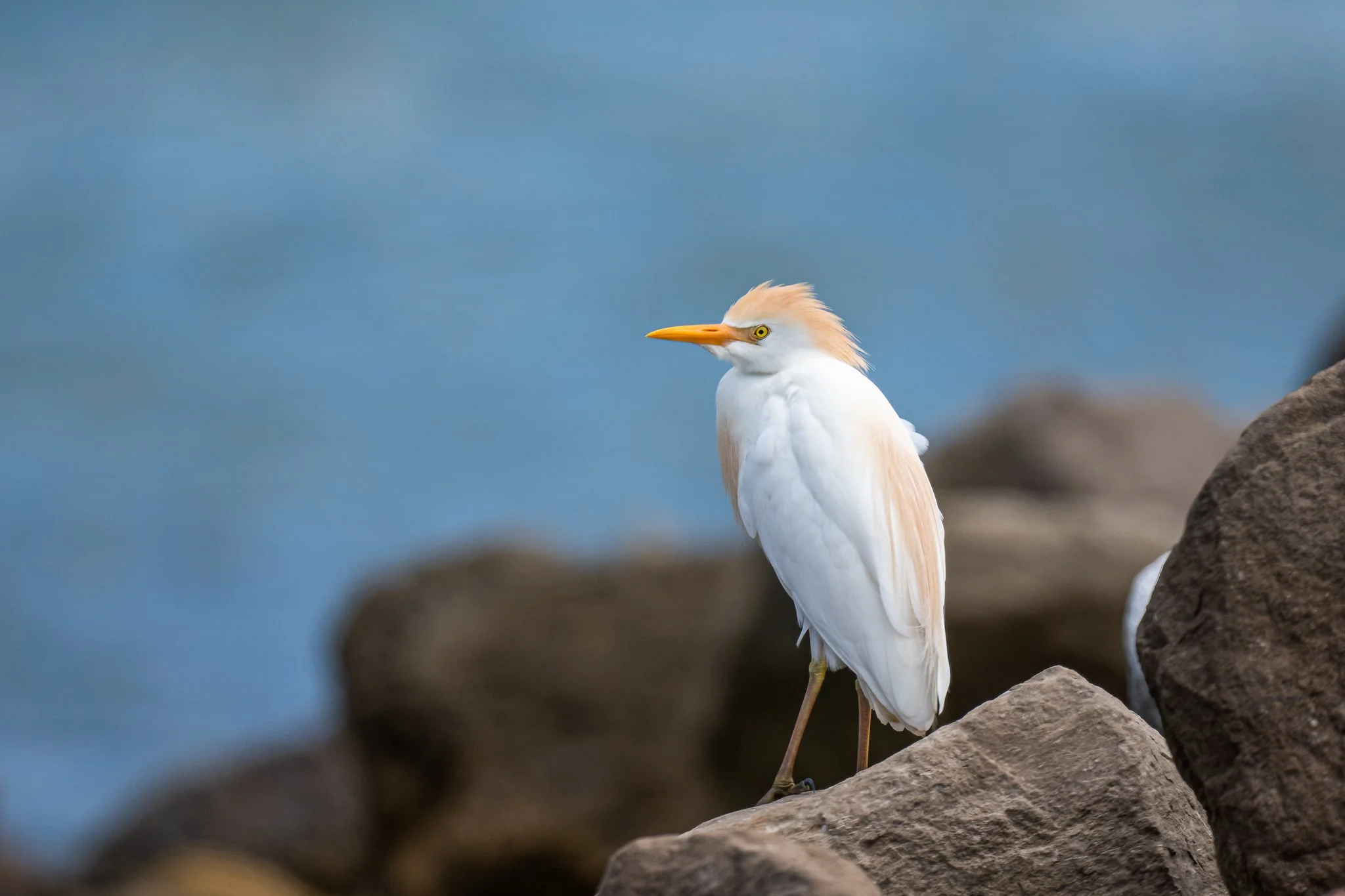Cattle egret FB-.jpeg