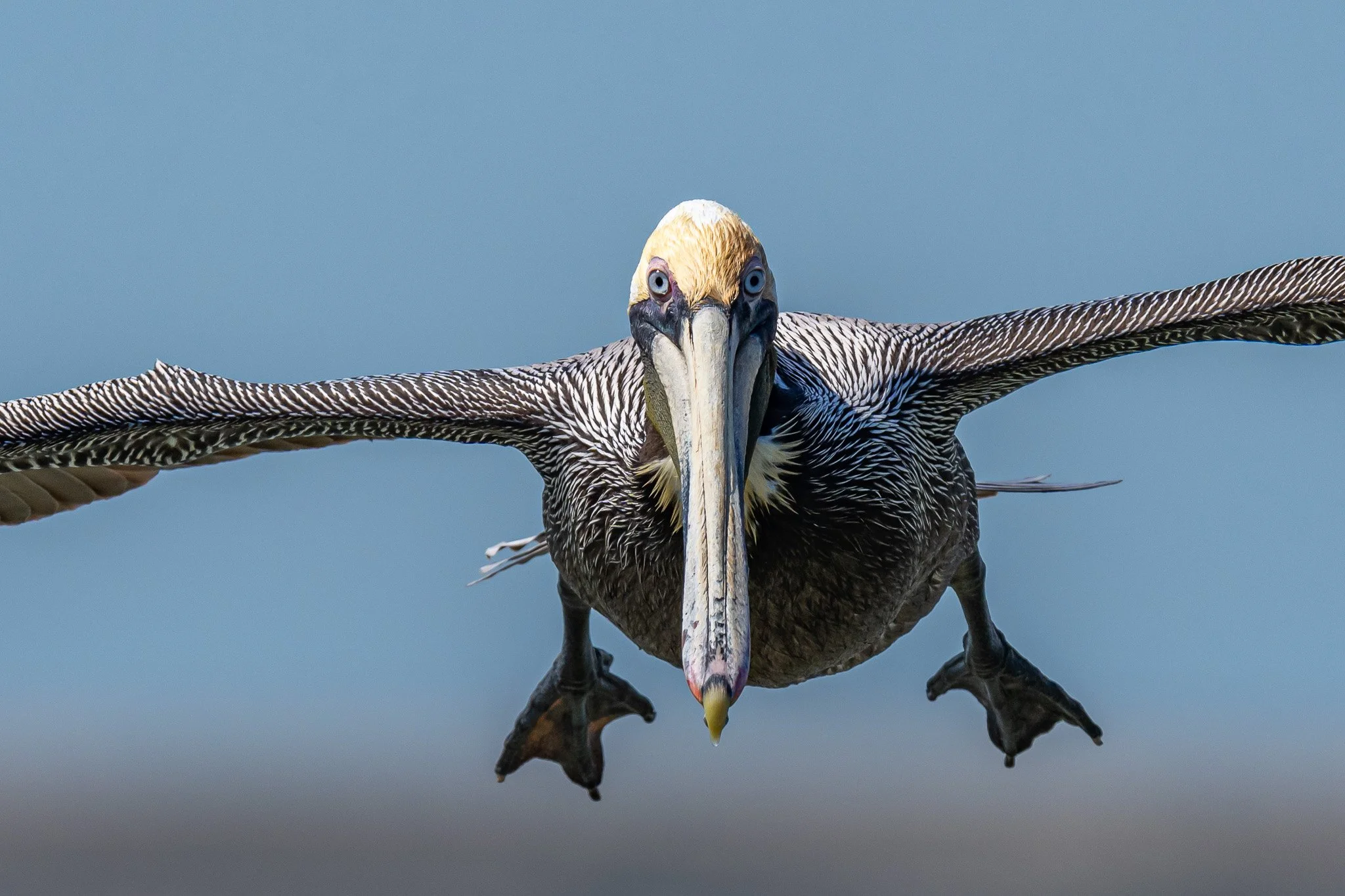 _A_10632cropped pelican_1.jpeg