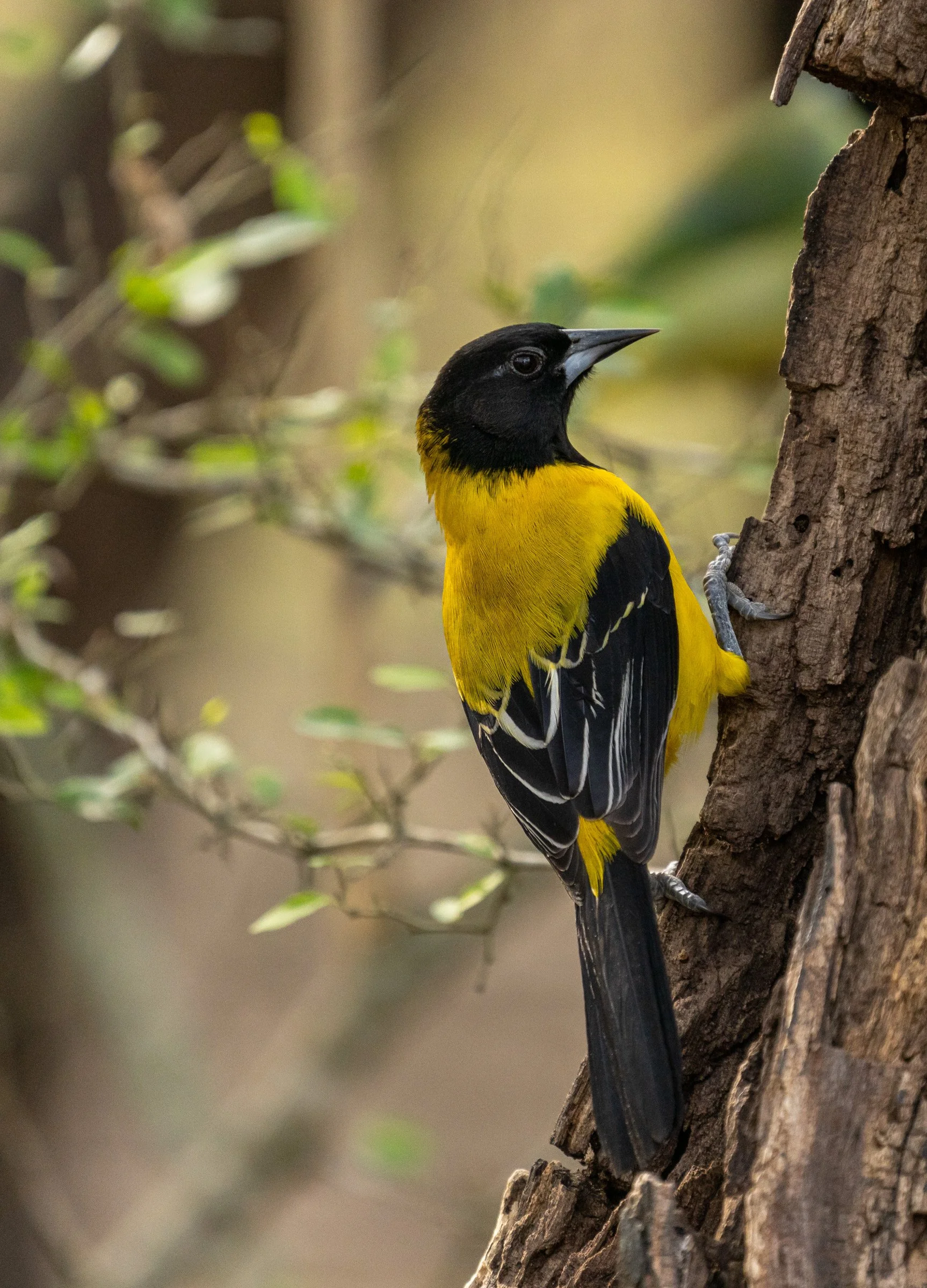 S7R02782audubon oriole.jpeg