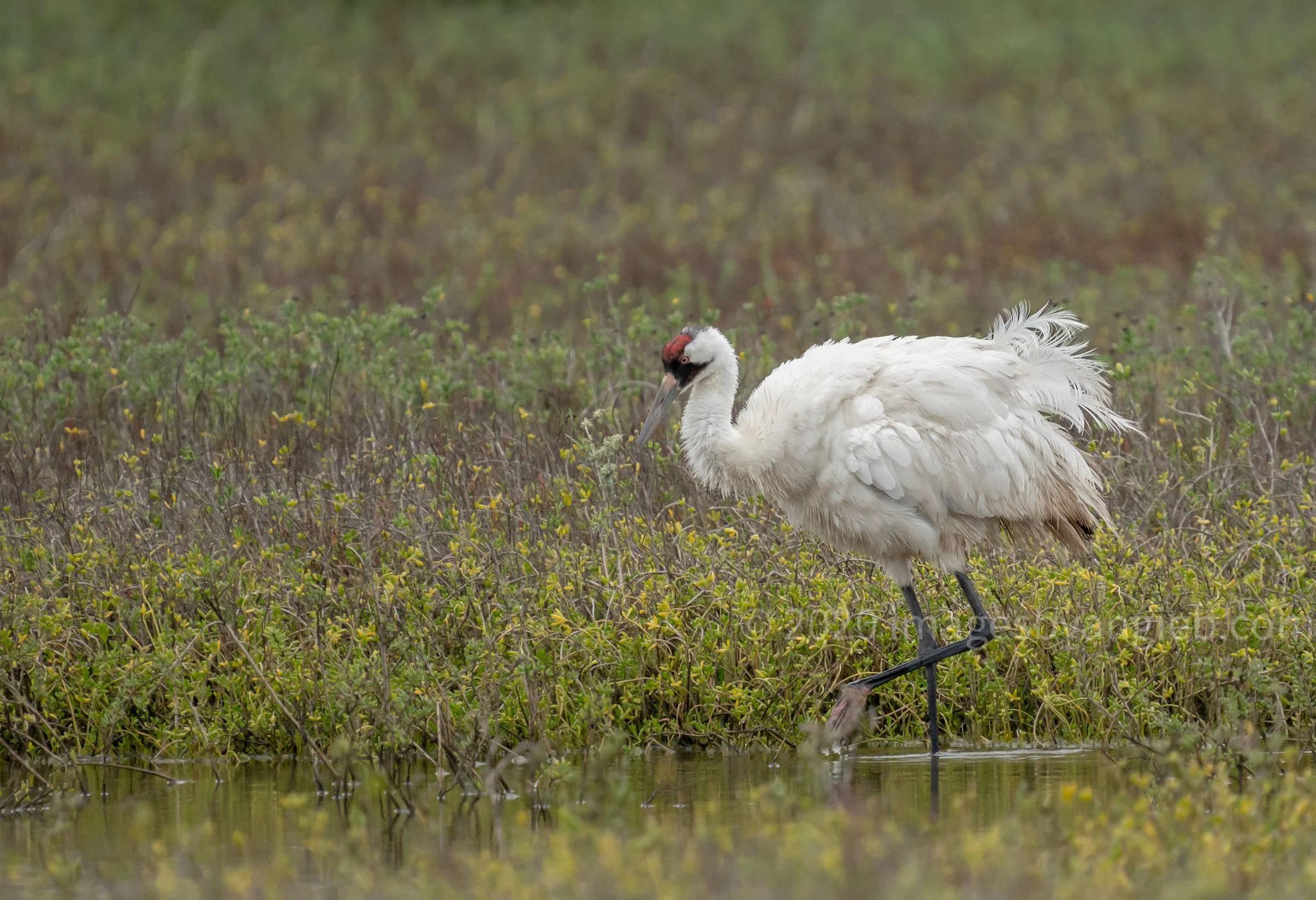 S7R02317Whooping crane.jpeg