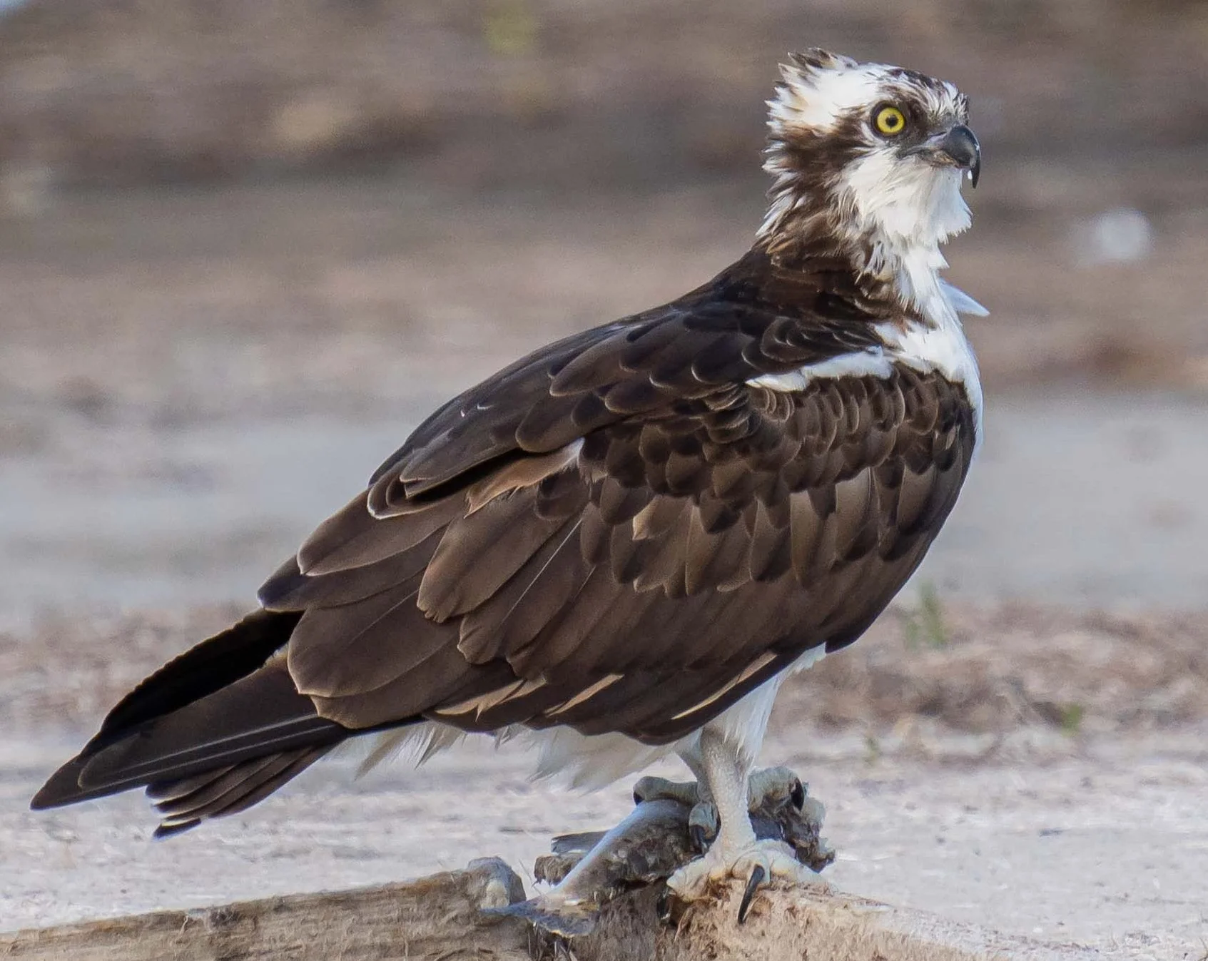 S7R01756Ospreycrop.jpeg