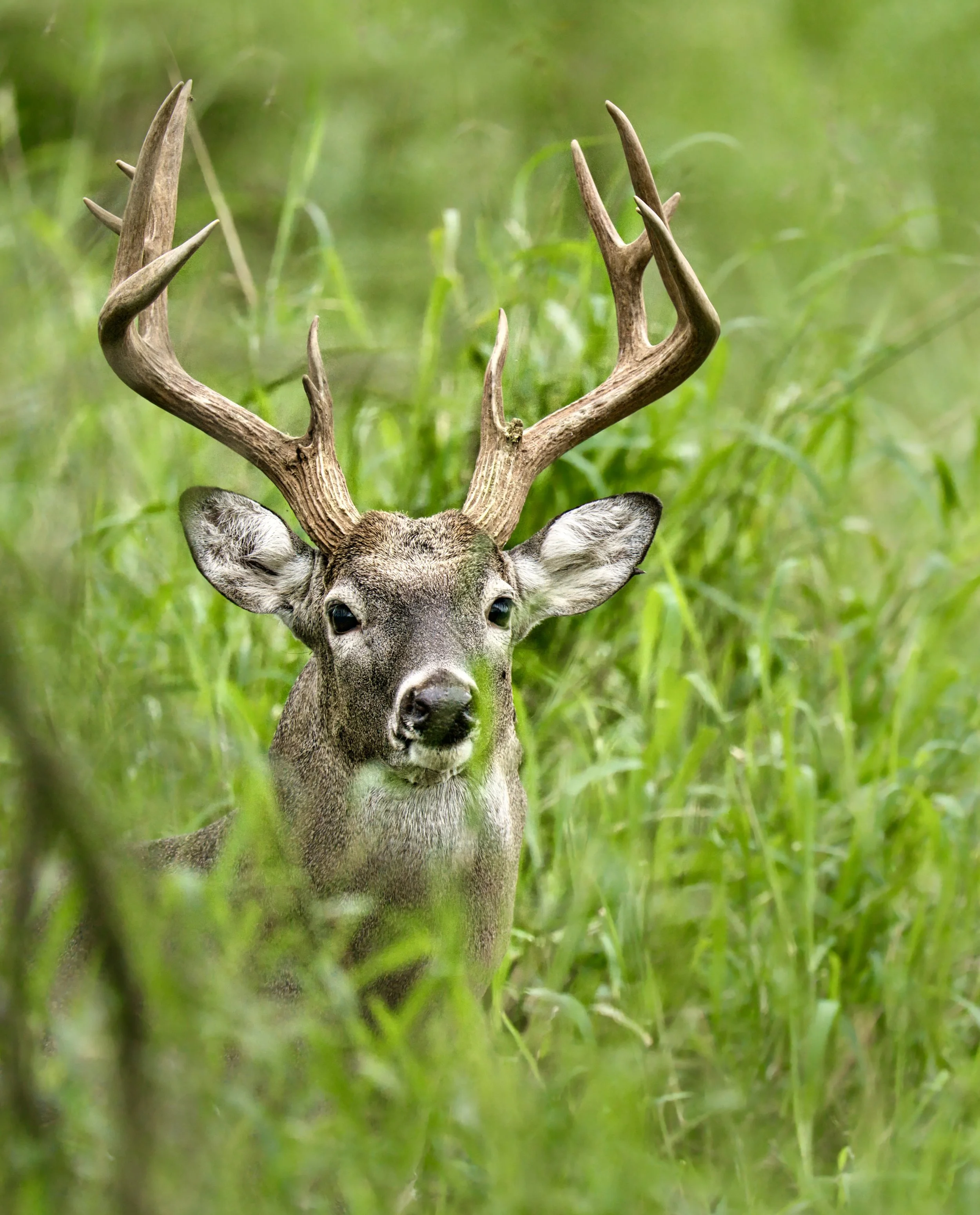 Capturing Wildlife in Texas: Expert Tips & Top Private and Public Locations