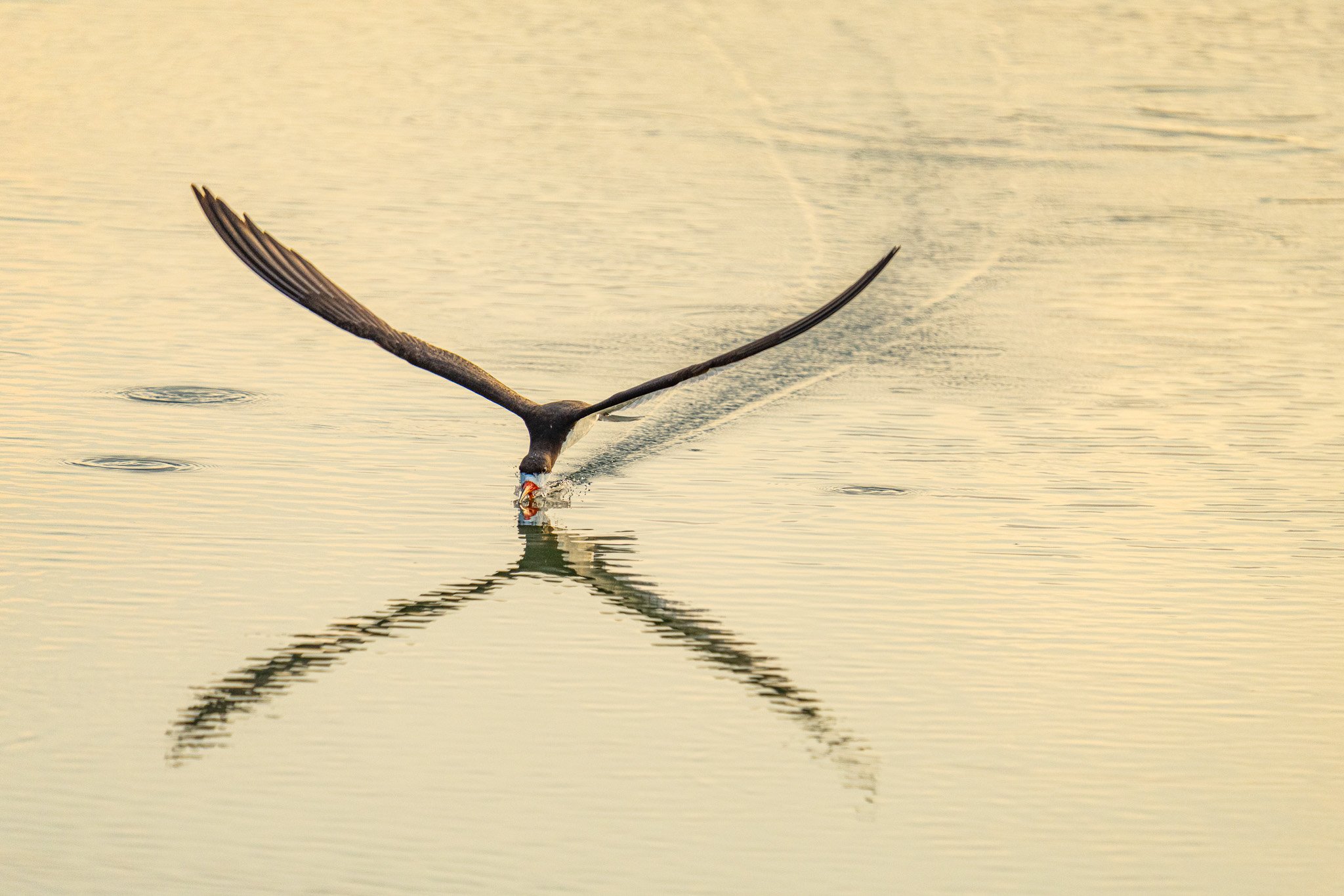 Black skimmer FB-10763.jpeg