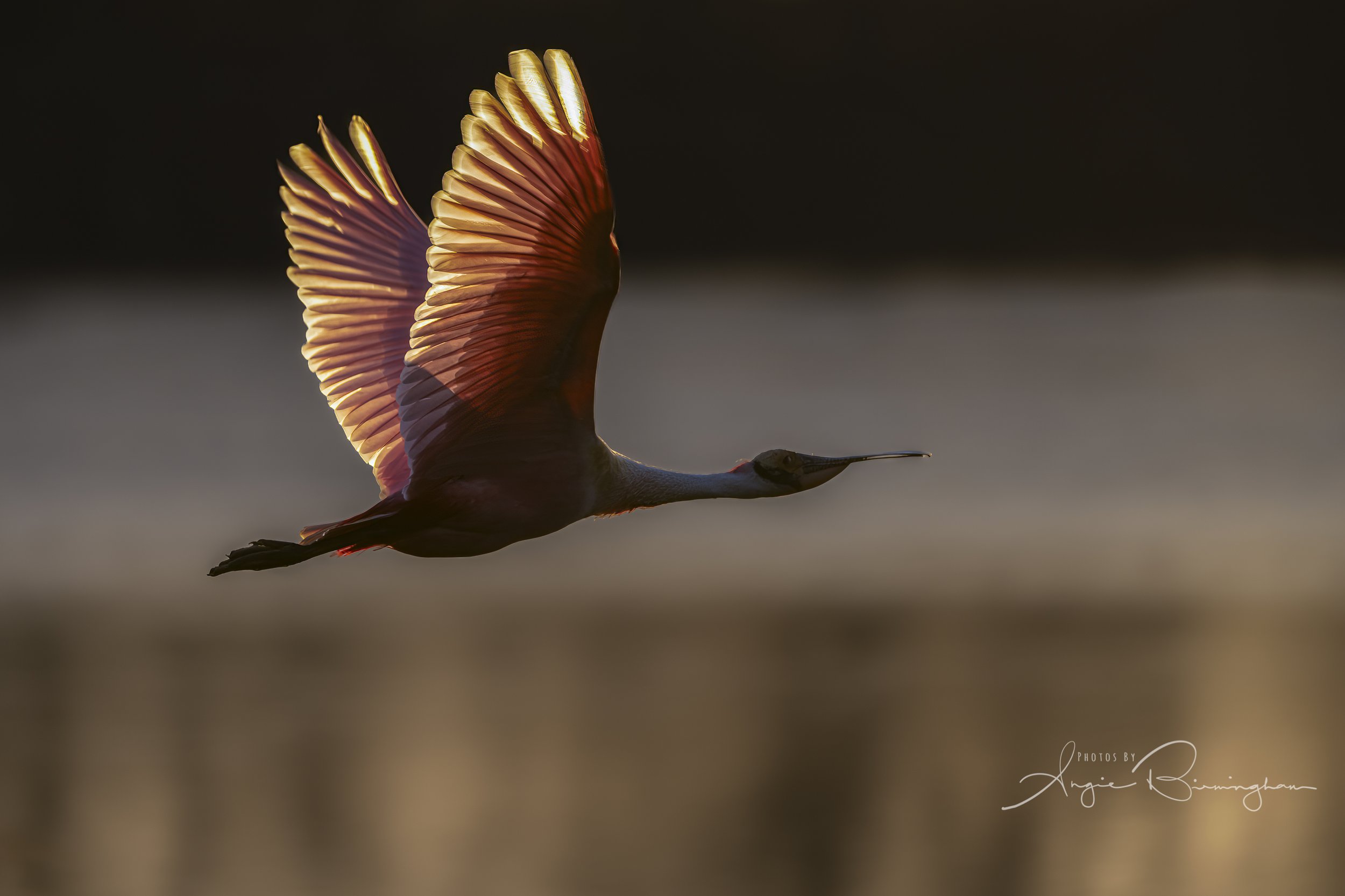 Spoonbill backlite-17306.jpeg