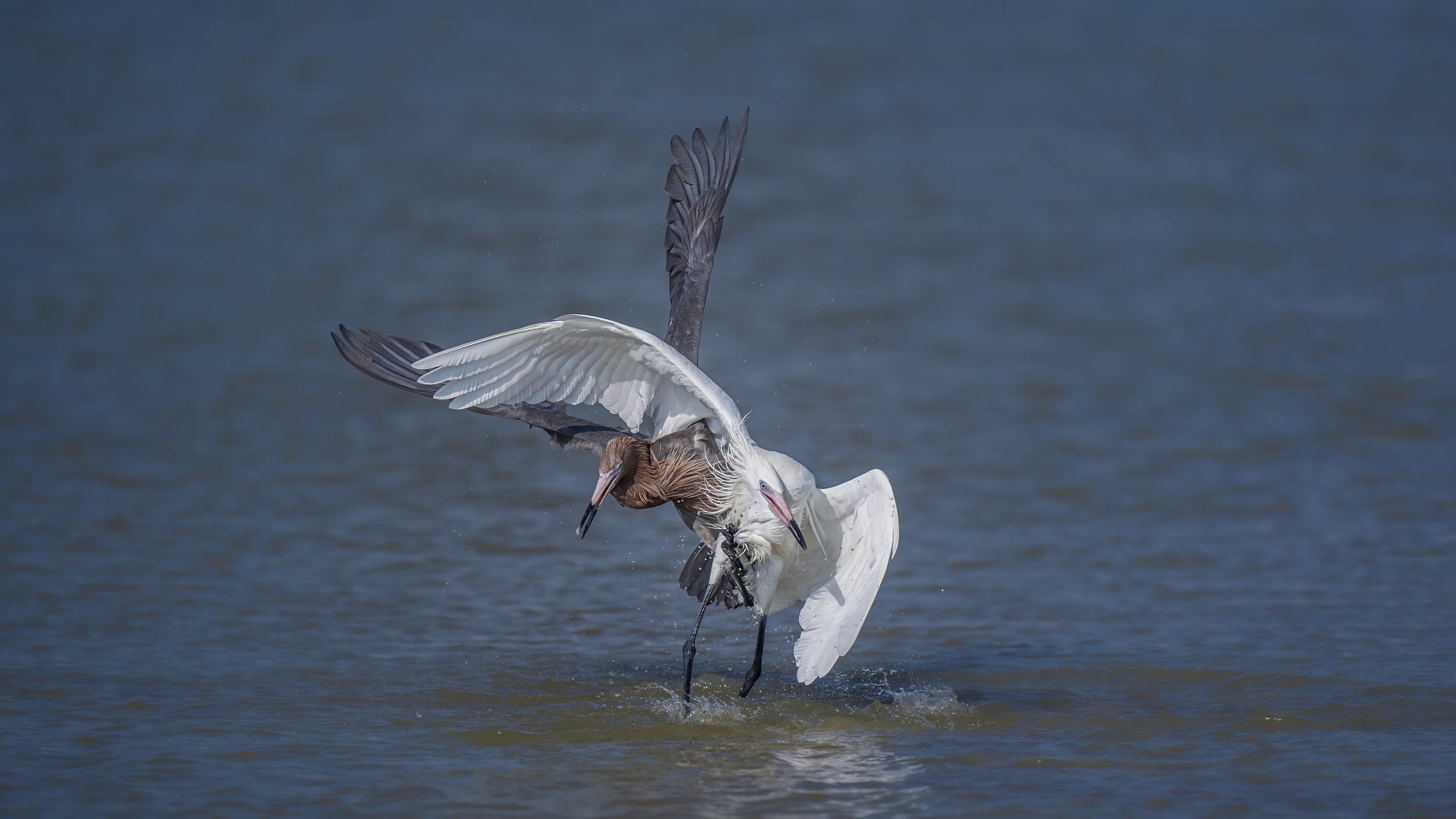 Redish egrets-3.jpeg