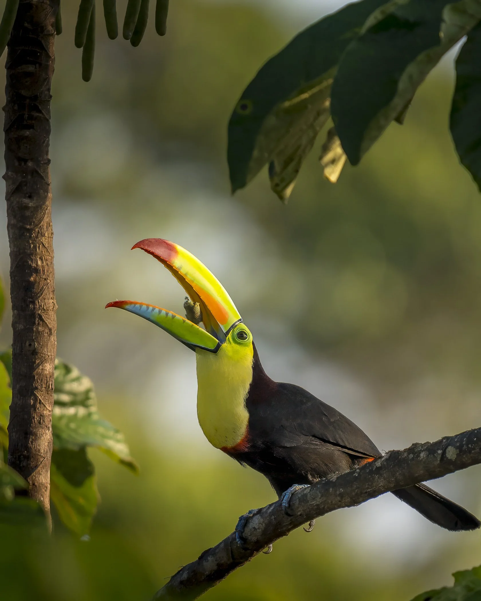 Instagram Keel-billed Toucan.jpg