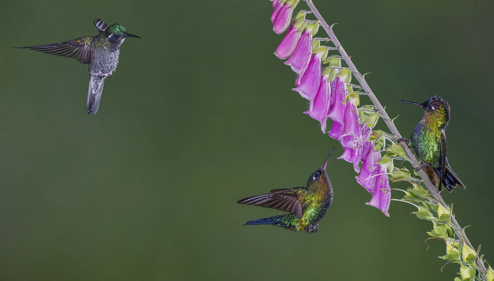 Facebook 3 hummingbirds.jpg