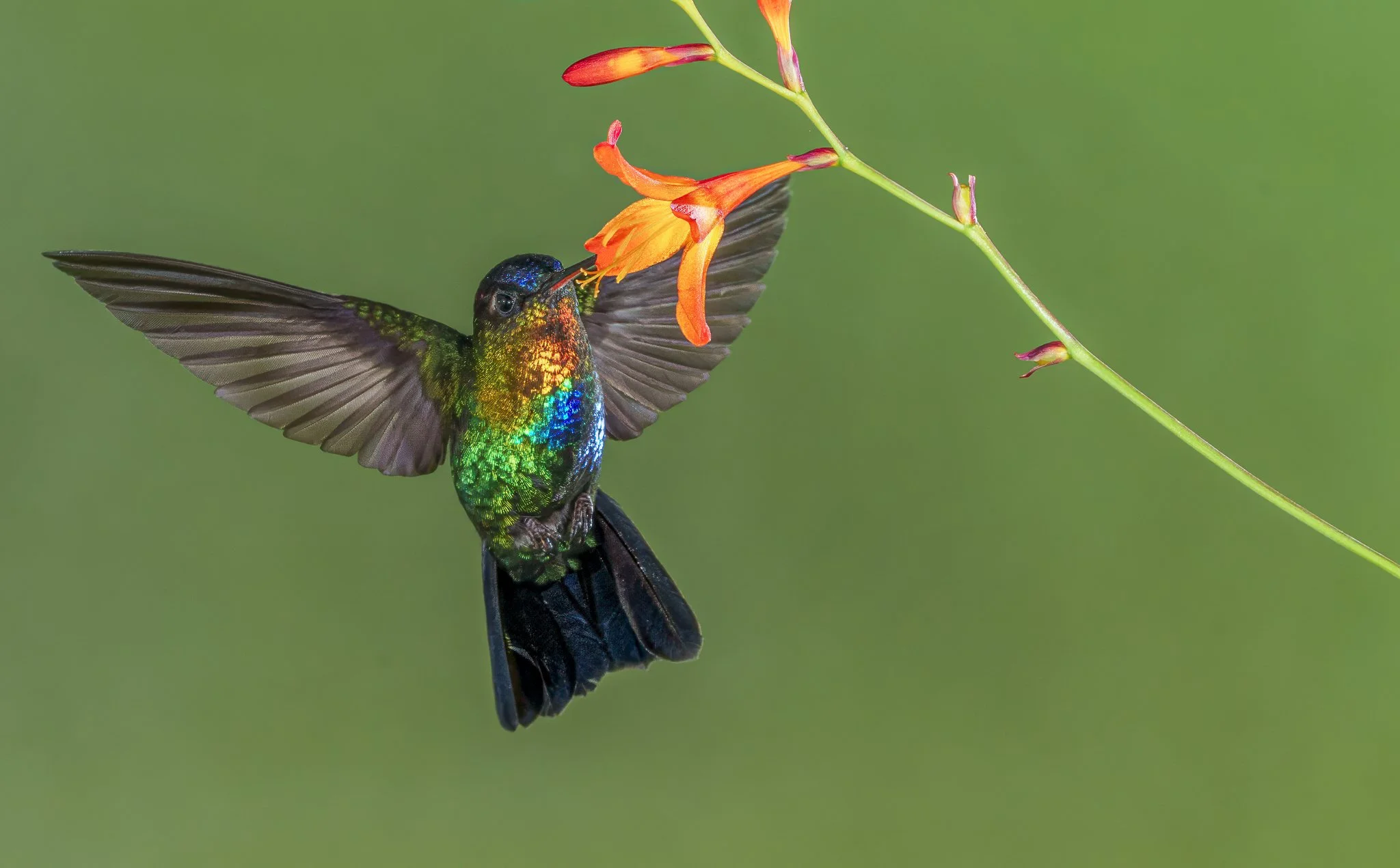 Fiery-throated hummingbird-2.jpeg