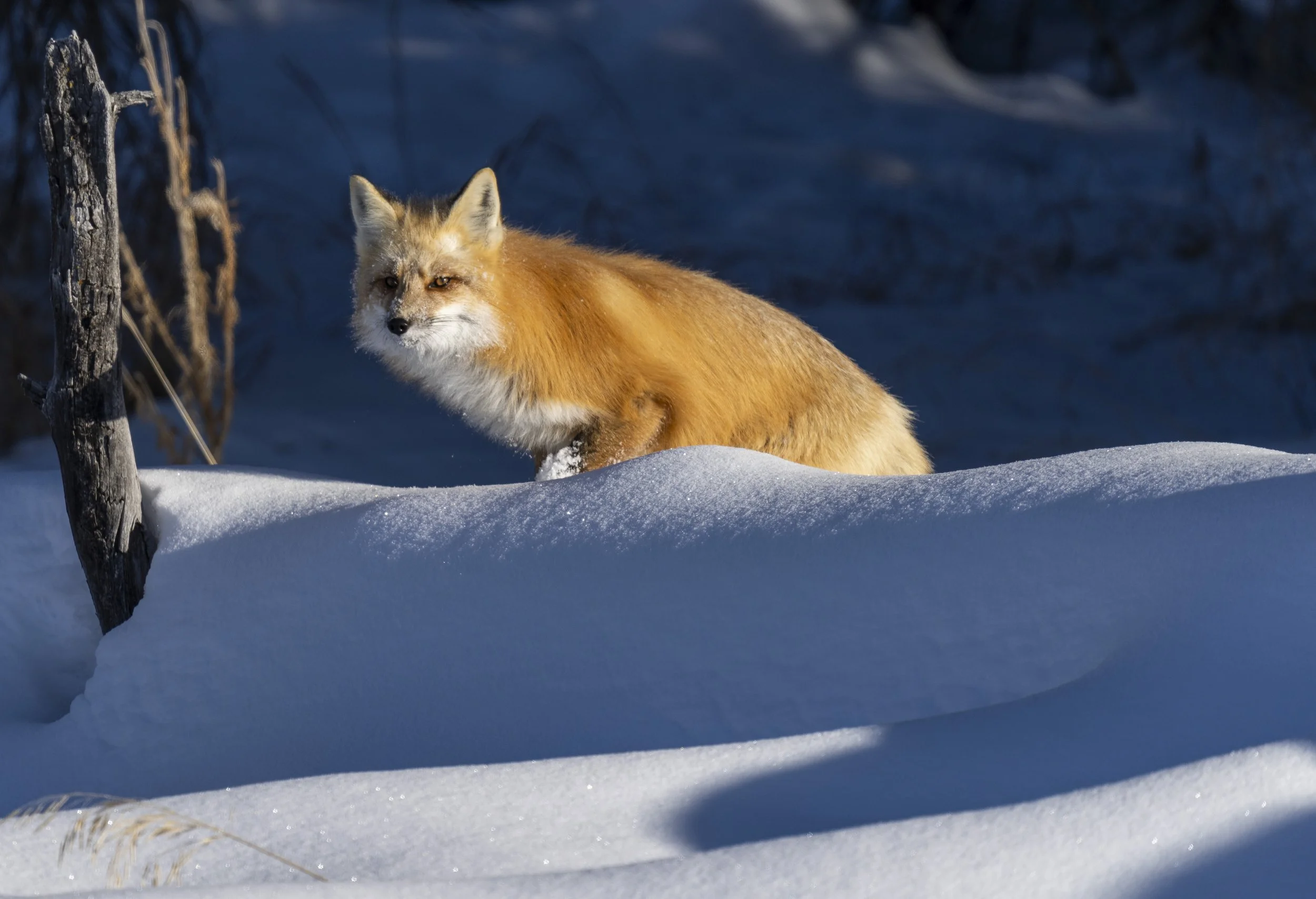 S7R00526Fox.jpeg
