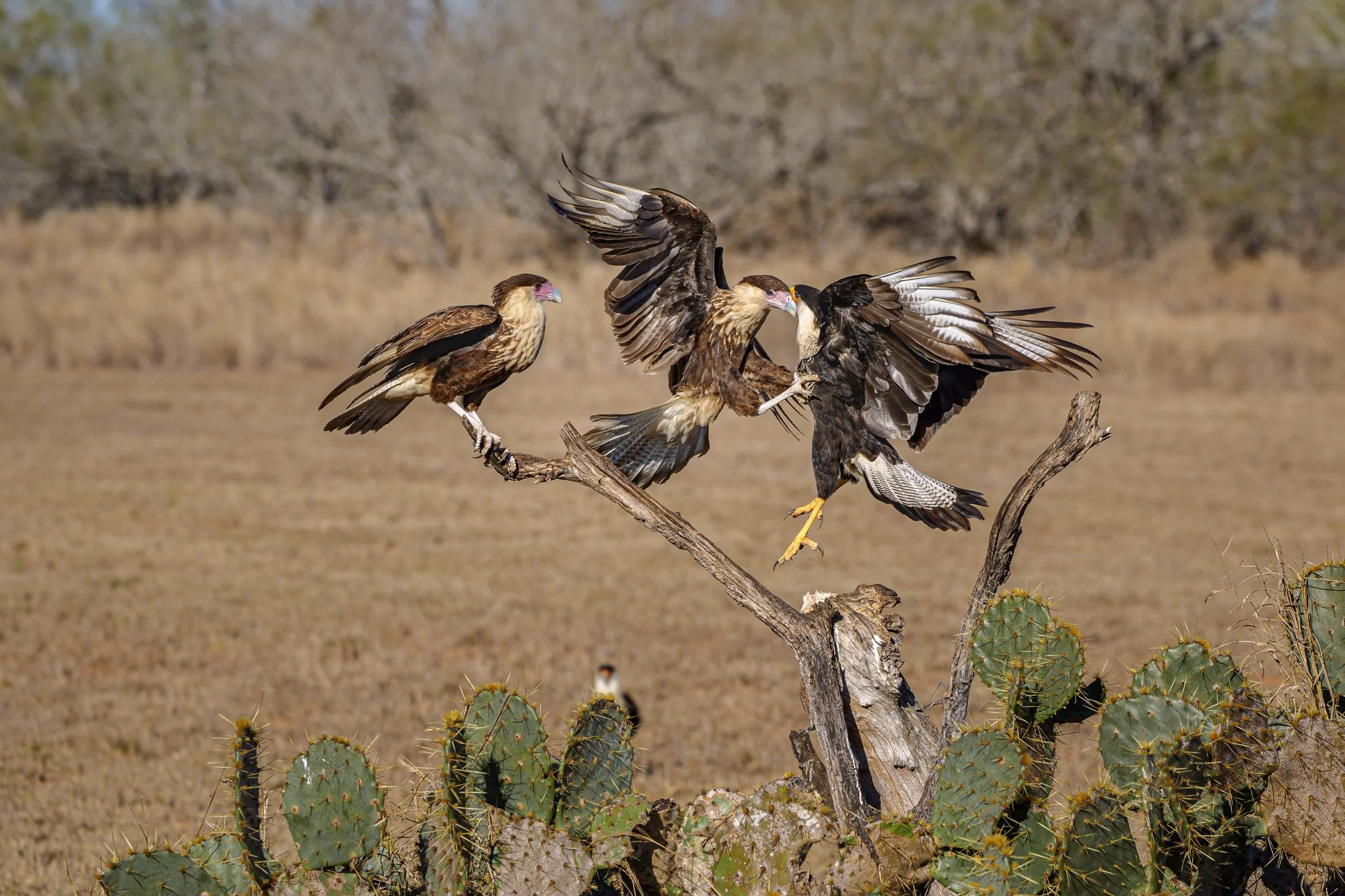 Spring Migration on the Texas Coast—Birding & Photography Adventure