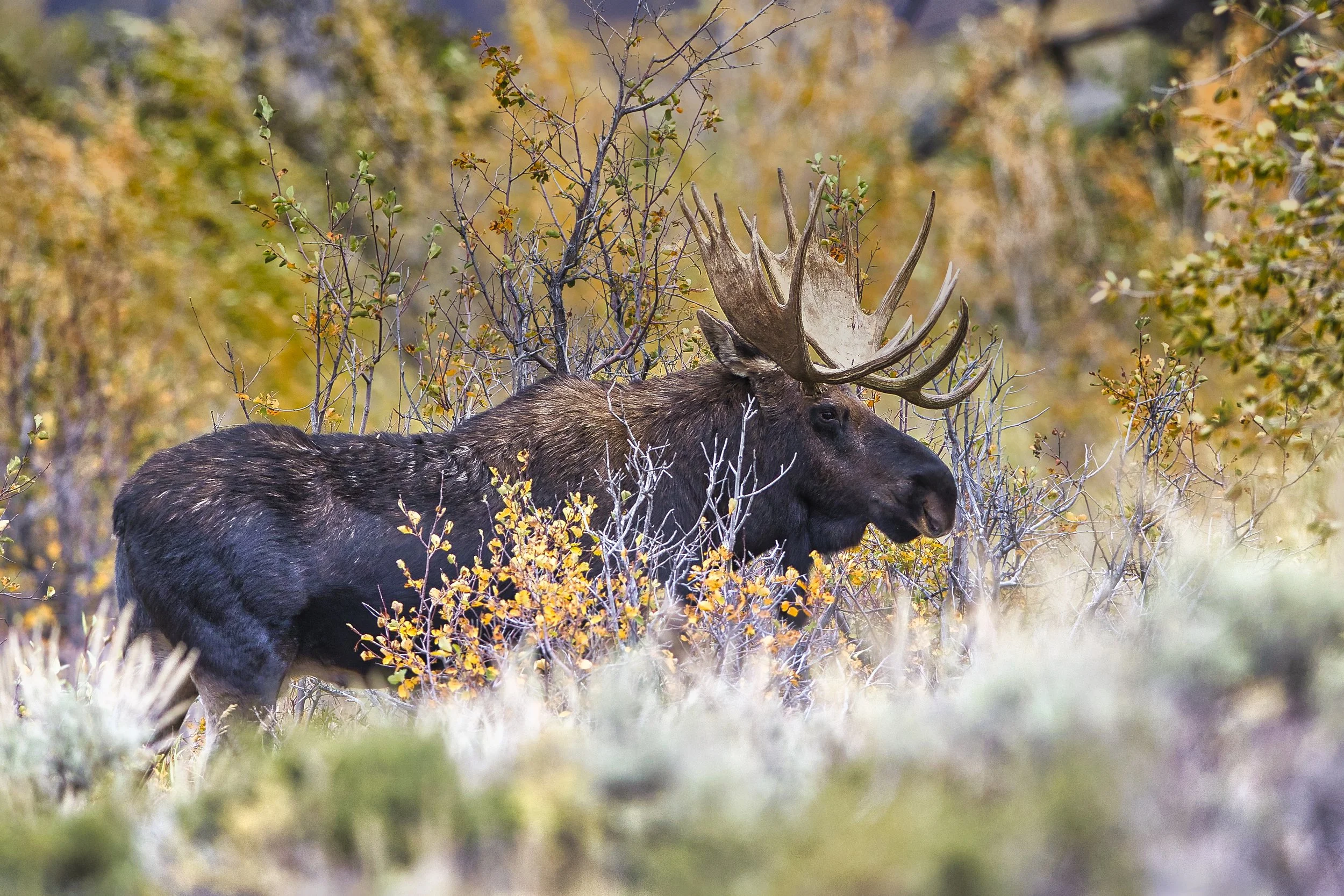 _N9A0963 moose fall colors.jpeg