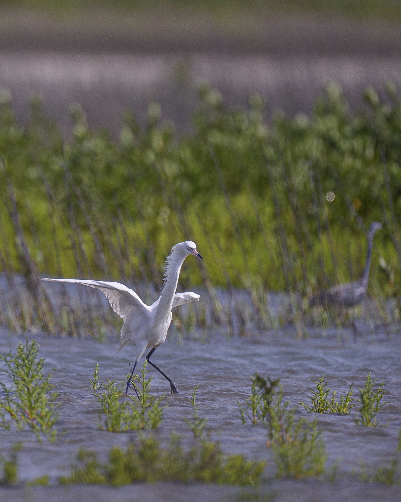 Reddish white morph egret-936947.jpeg