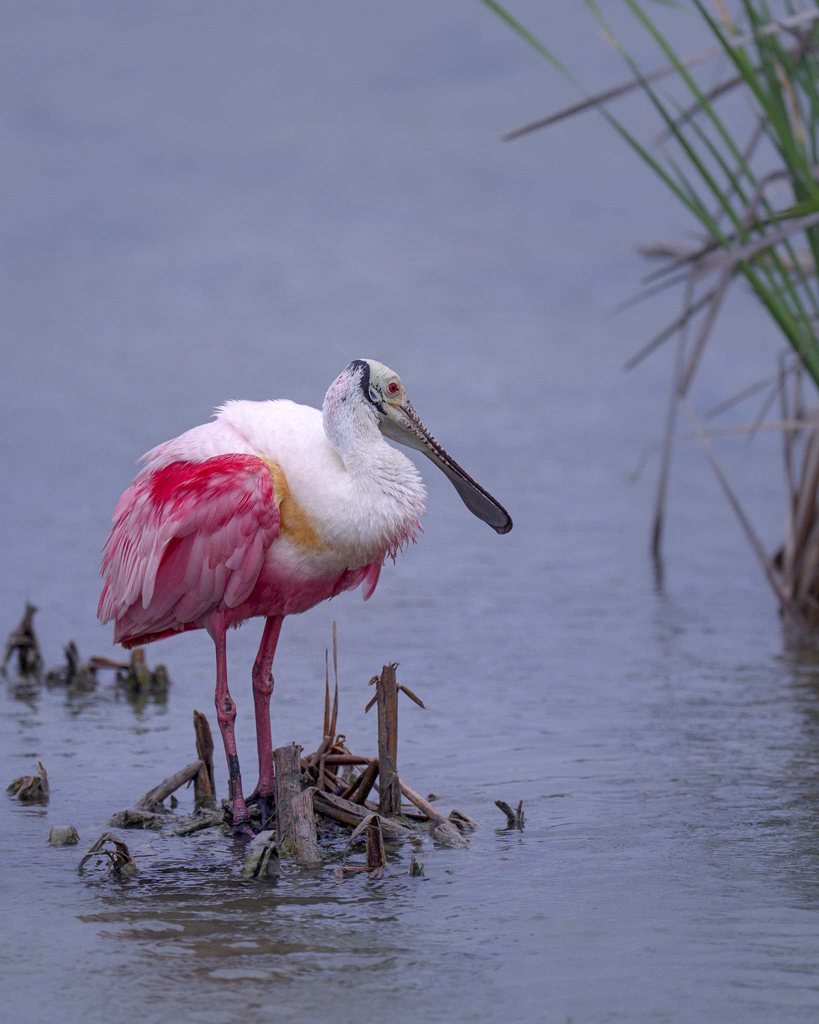 Spoonbill-935820.jpeg