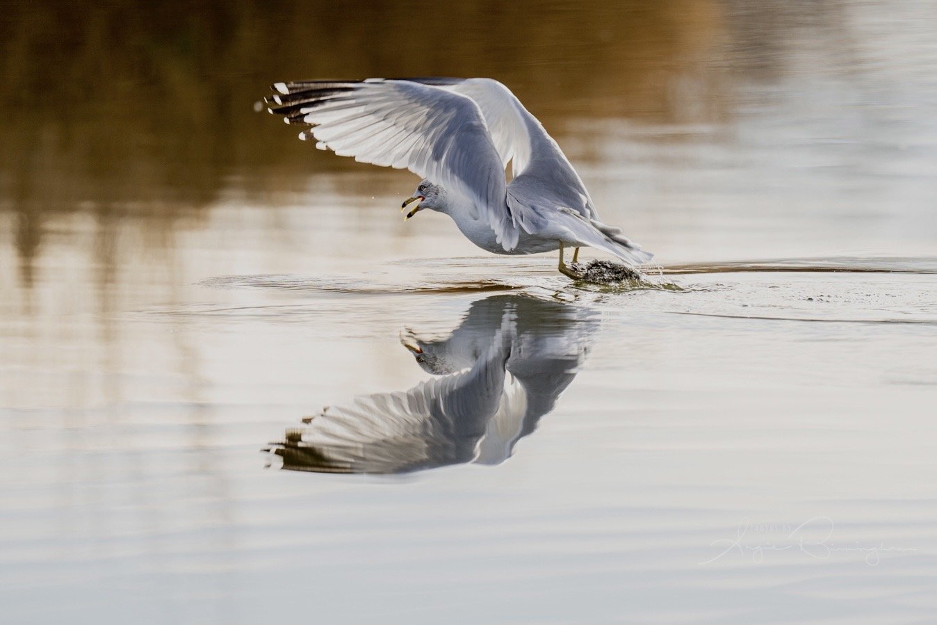 Touch and go Gull SM-4469.jpeg