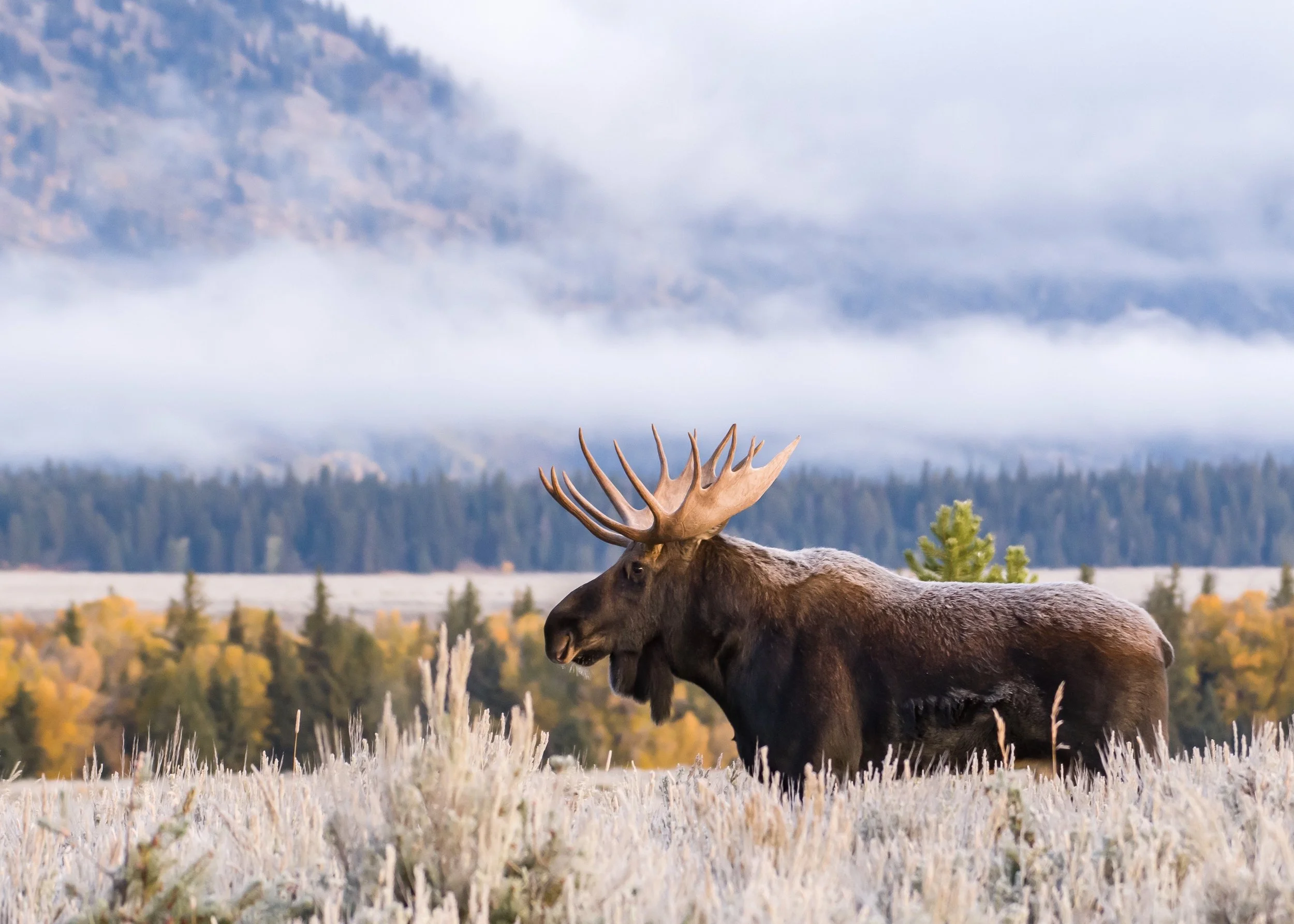 5-day Moose and Fall colors in the Grand Teton National Park