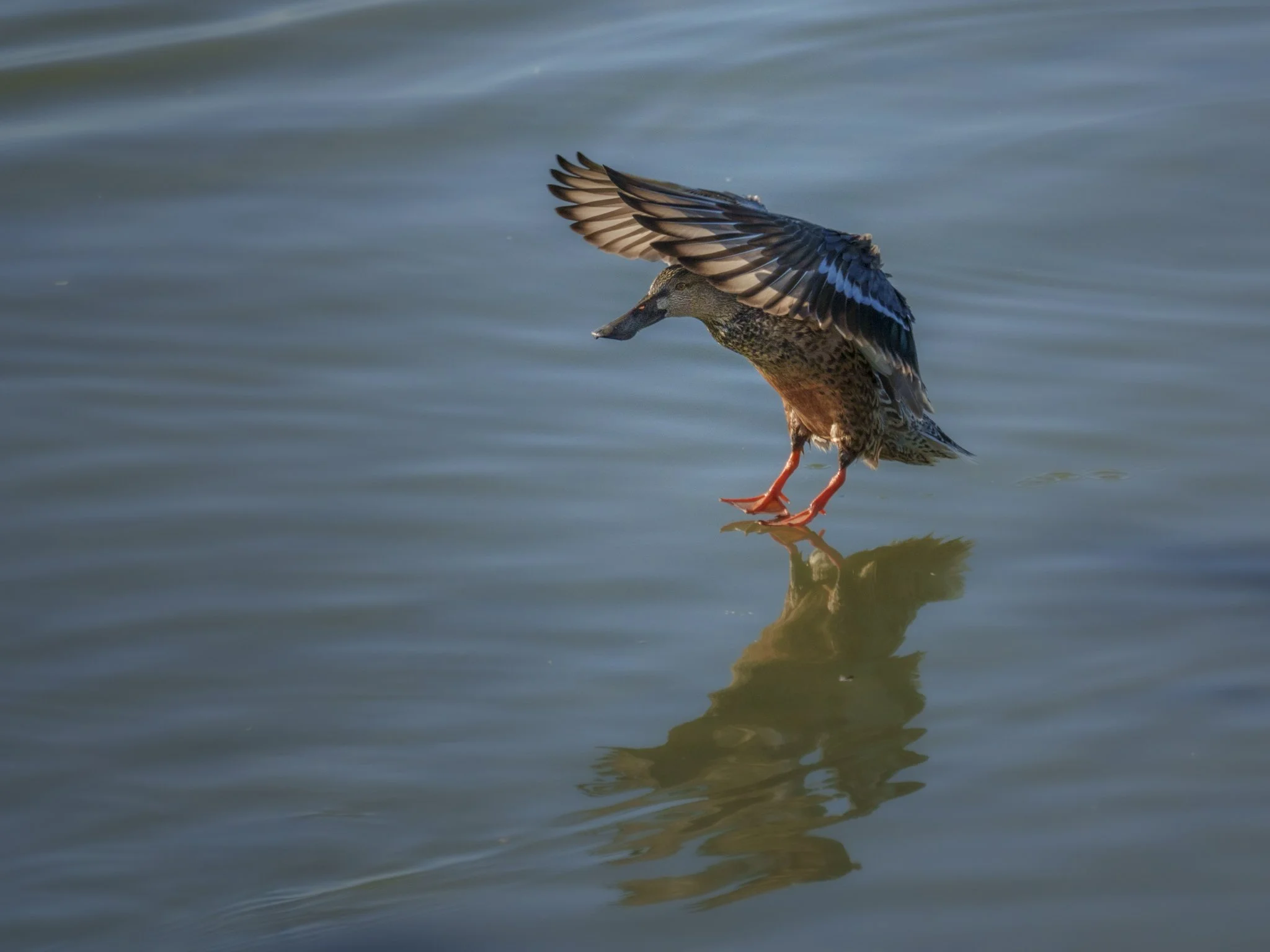 Northern Shoveler-676504.jpg