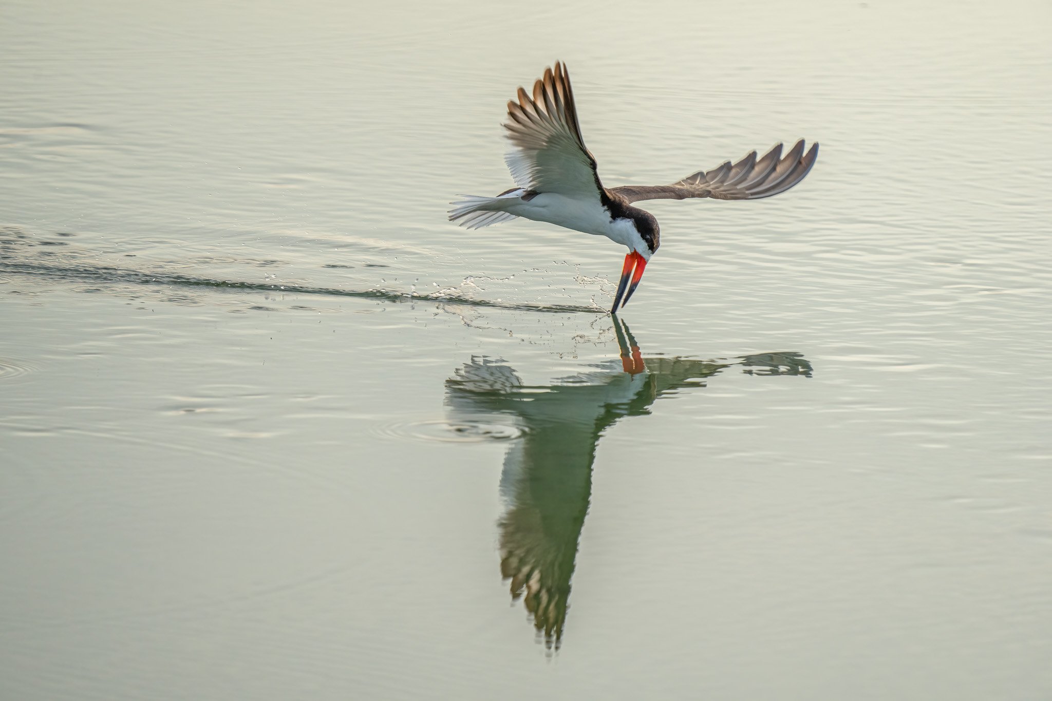 Skimmer 3 FB-2.jpeg