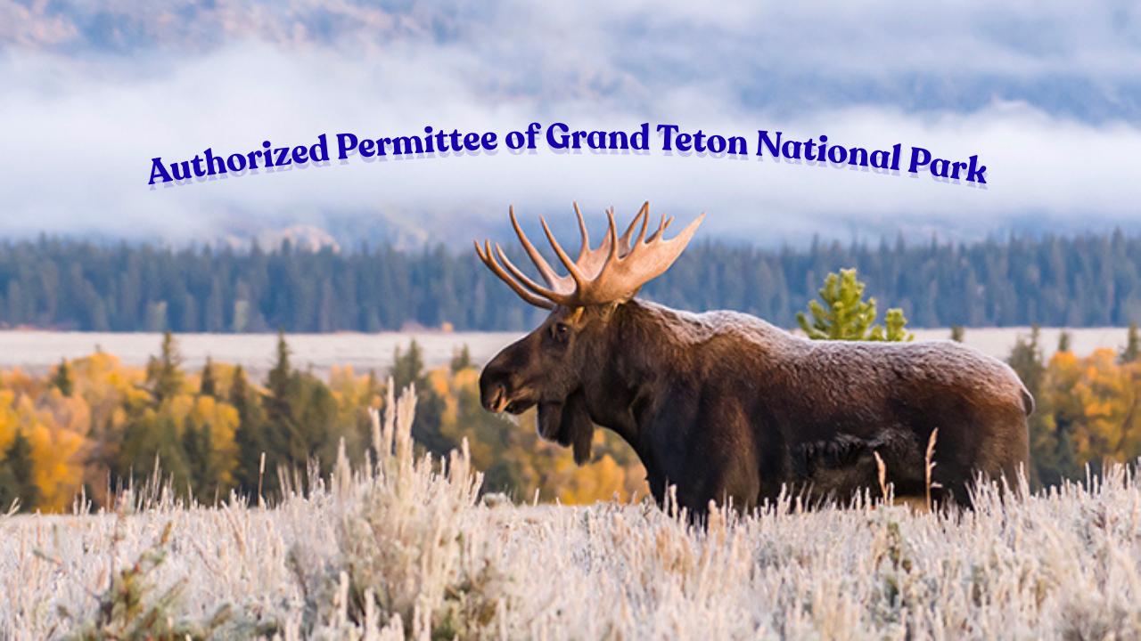 5-day Moose and Fall colors in the Grand Teton National Park