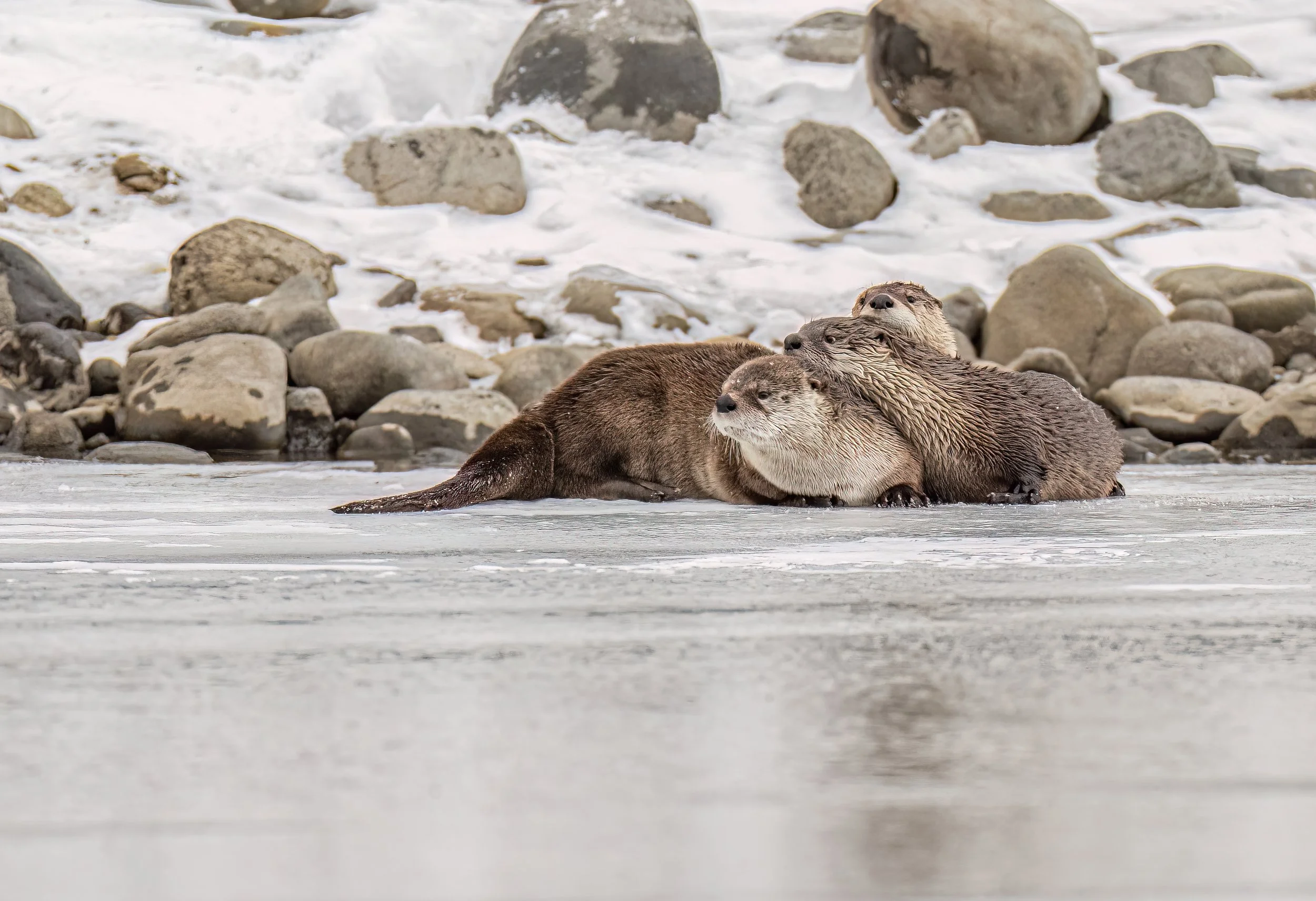 3 otters-3935.jpg